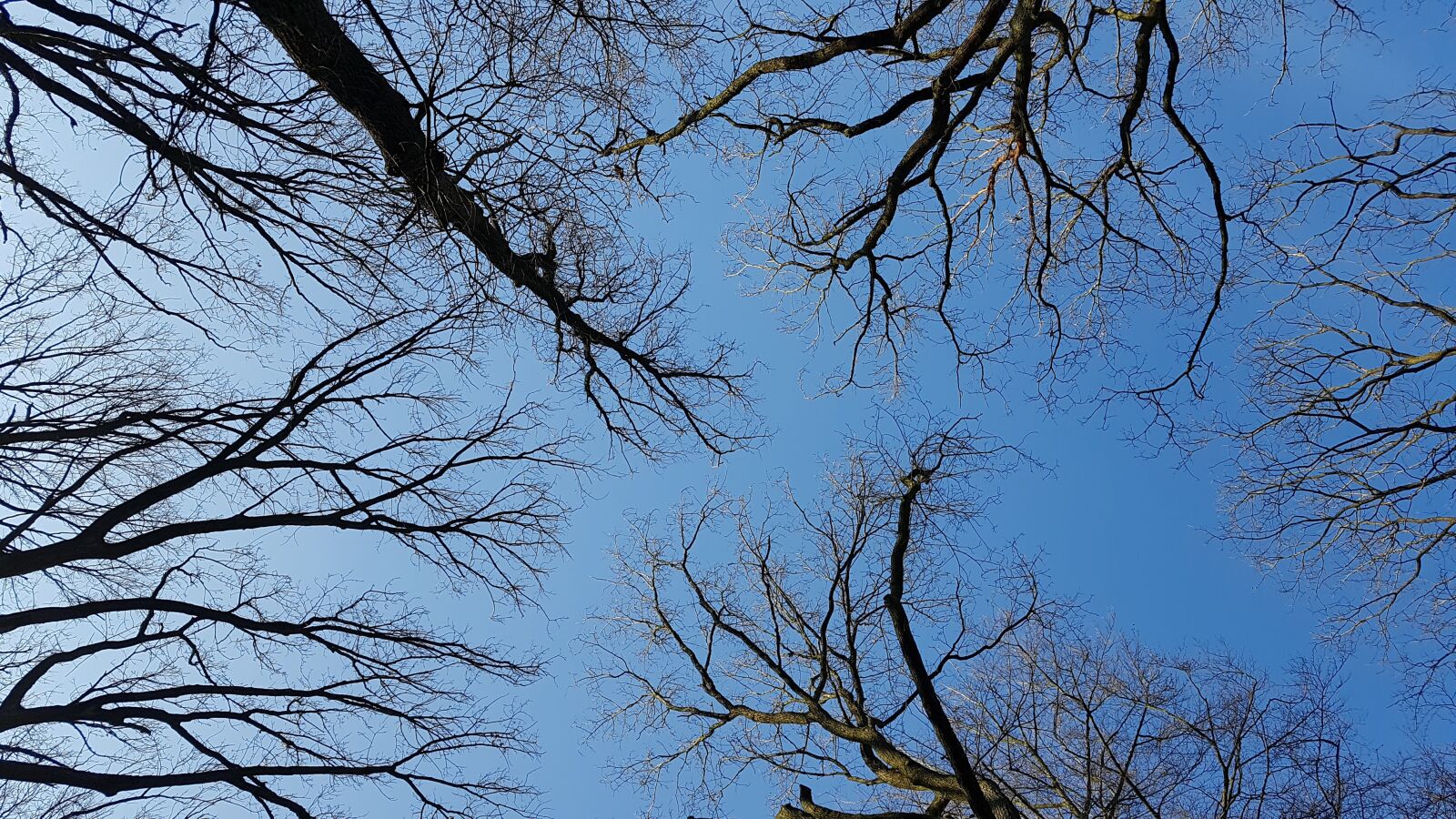 Samsung Galaxy S7 sample photo. Blue sky, aesthetic, trees photography
