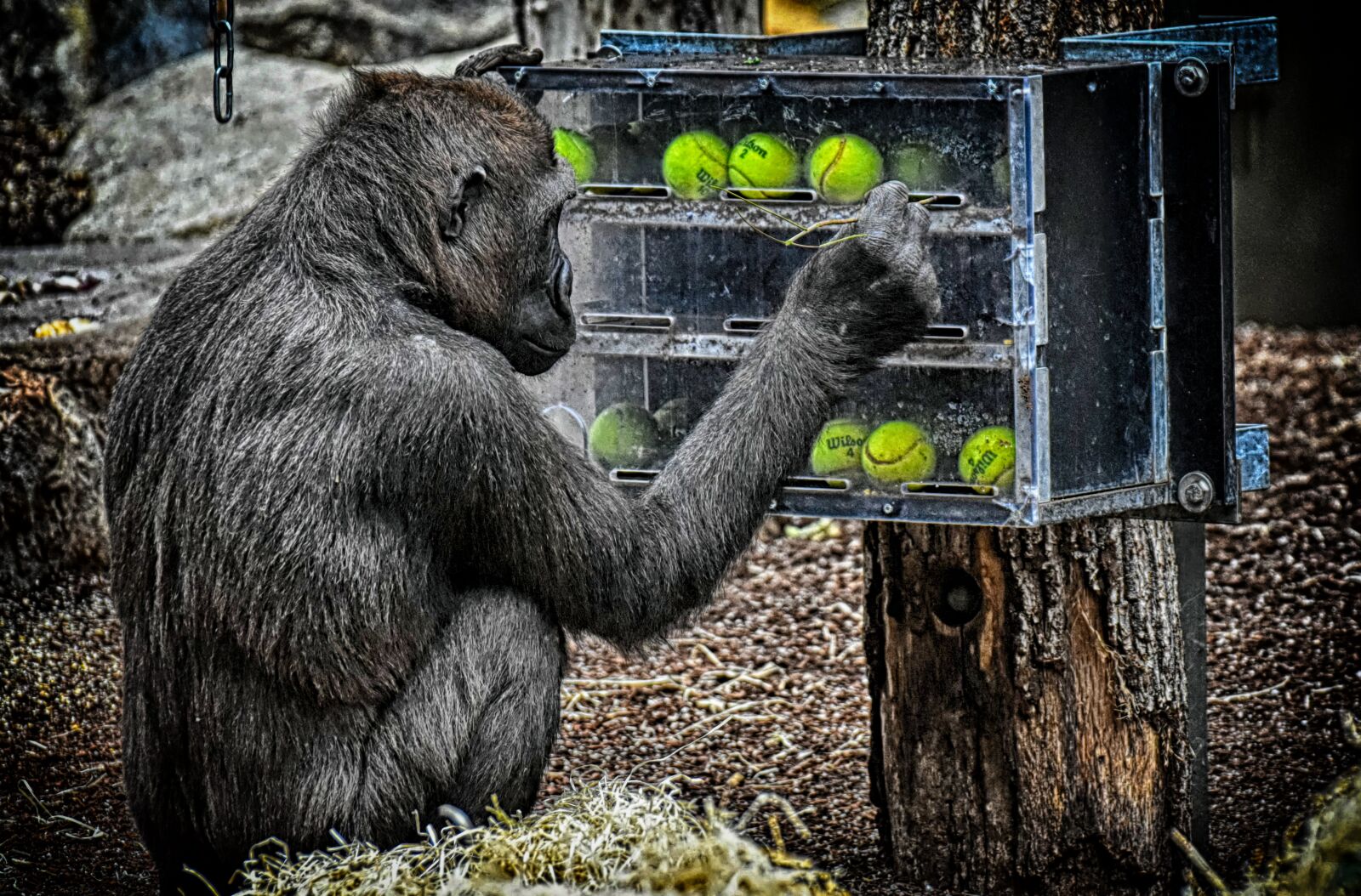 Nikon D7200 sample photo. Gorilla, monkey, animal photography