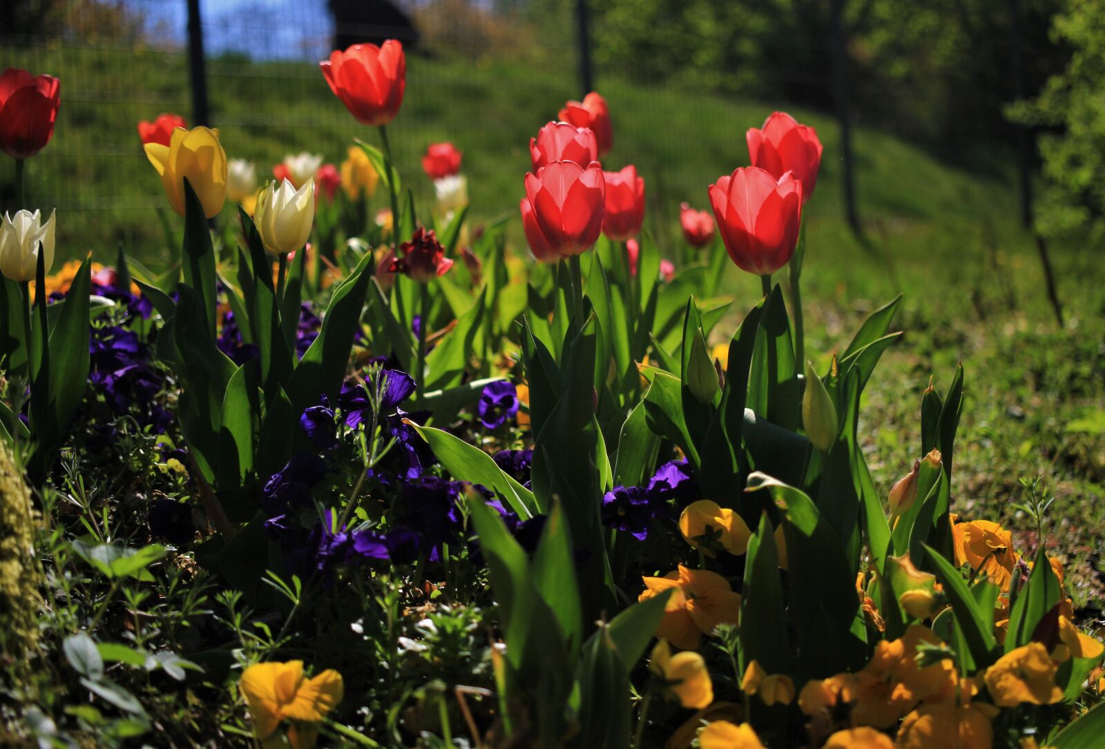 Canon EF-S 35mm F2.8 Macro IS STM sample photo. Tulips, flowers, spring photography