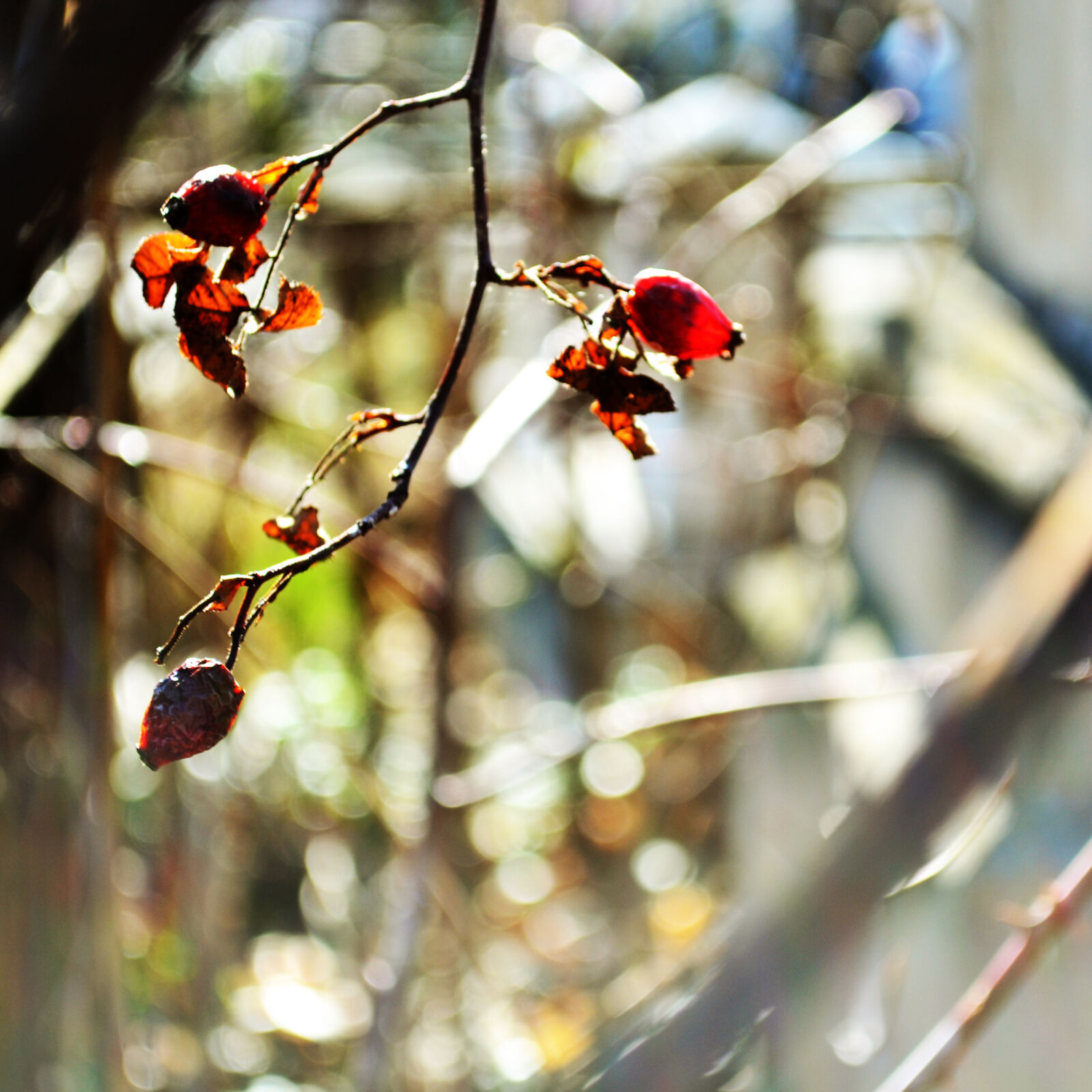 Nikon D3100 sample photo. Autumn, cemetery, dried, fruit photography