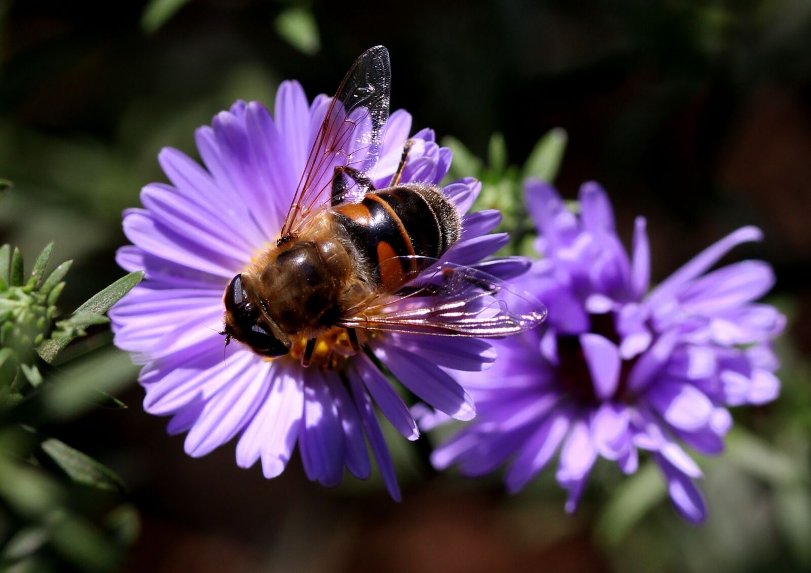 Canon EF-S 60mm F2.8 Macro USM sample photo. Bee, flower, mov photography