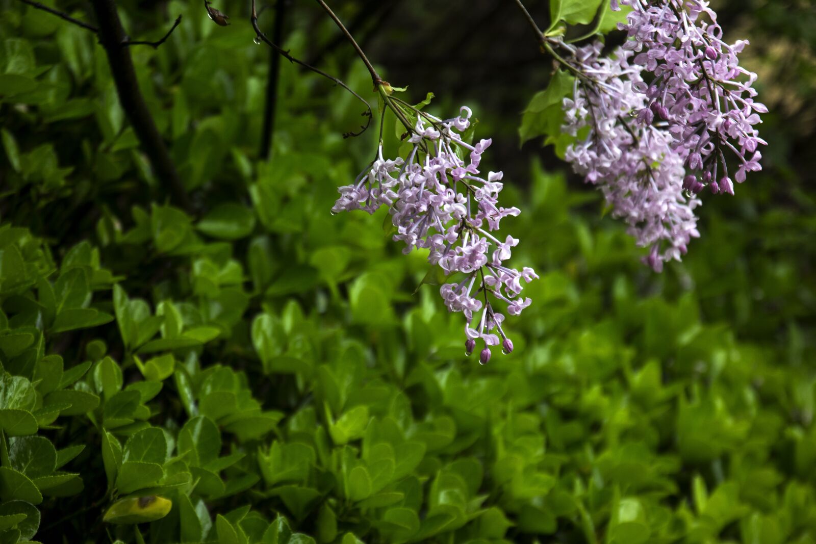 Canon EOS 60D sample photo. Plant, flowers, green leaf photography