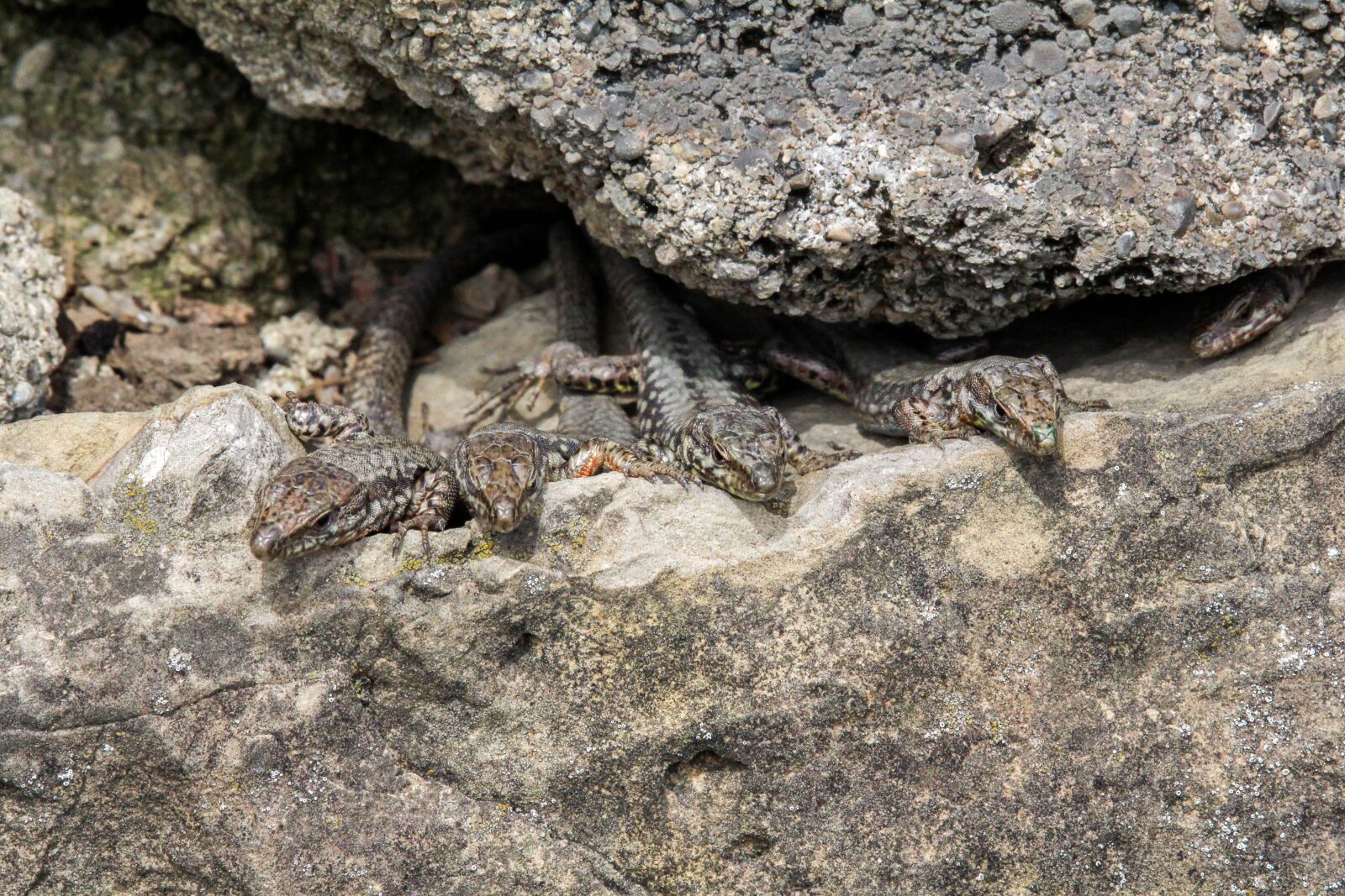 Canon EOS 700D (EOS Rebel T5i / EOS Kiss X7i) sample photo. Nature, stone, rock photography