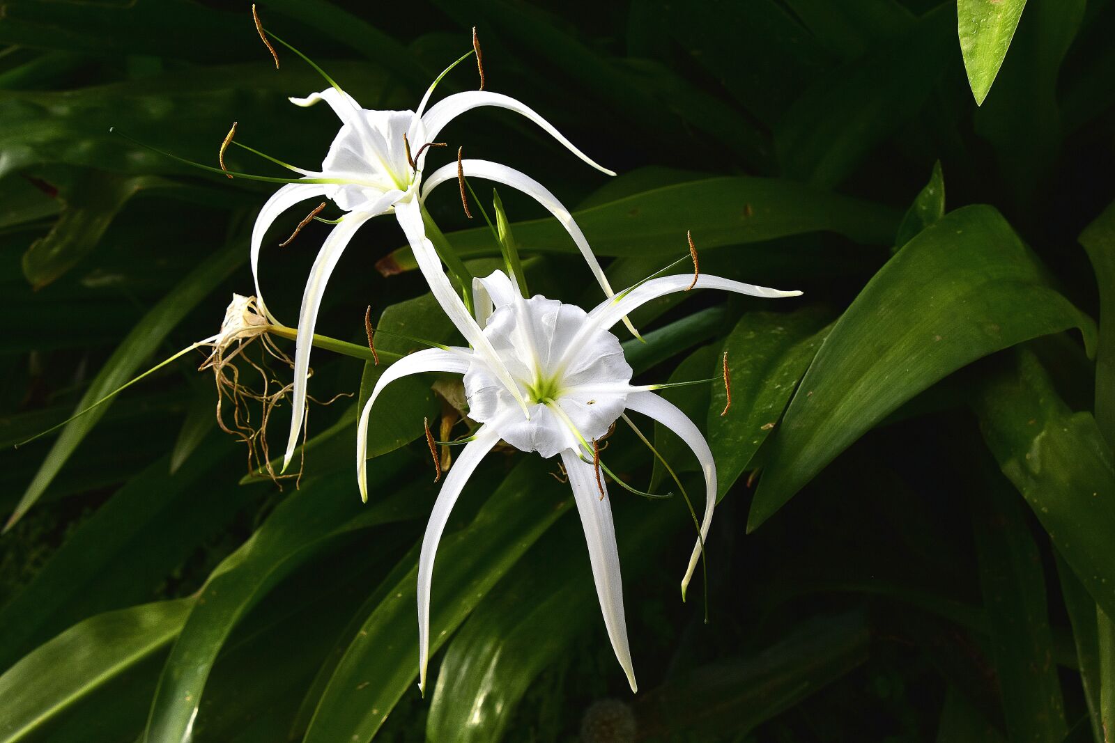Nikon D7200 sample photo. Flower, garden, flowers photography