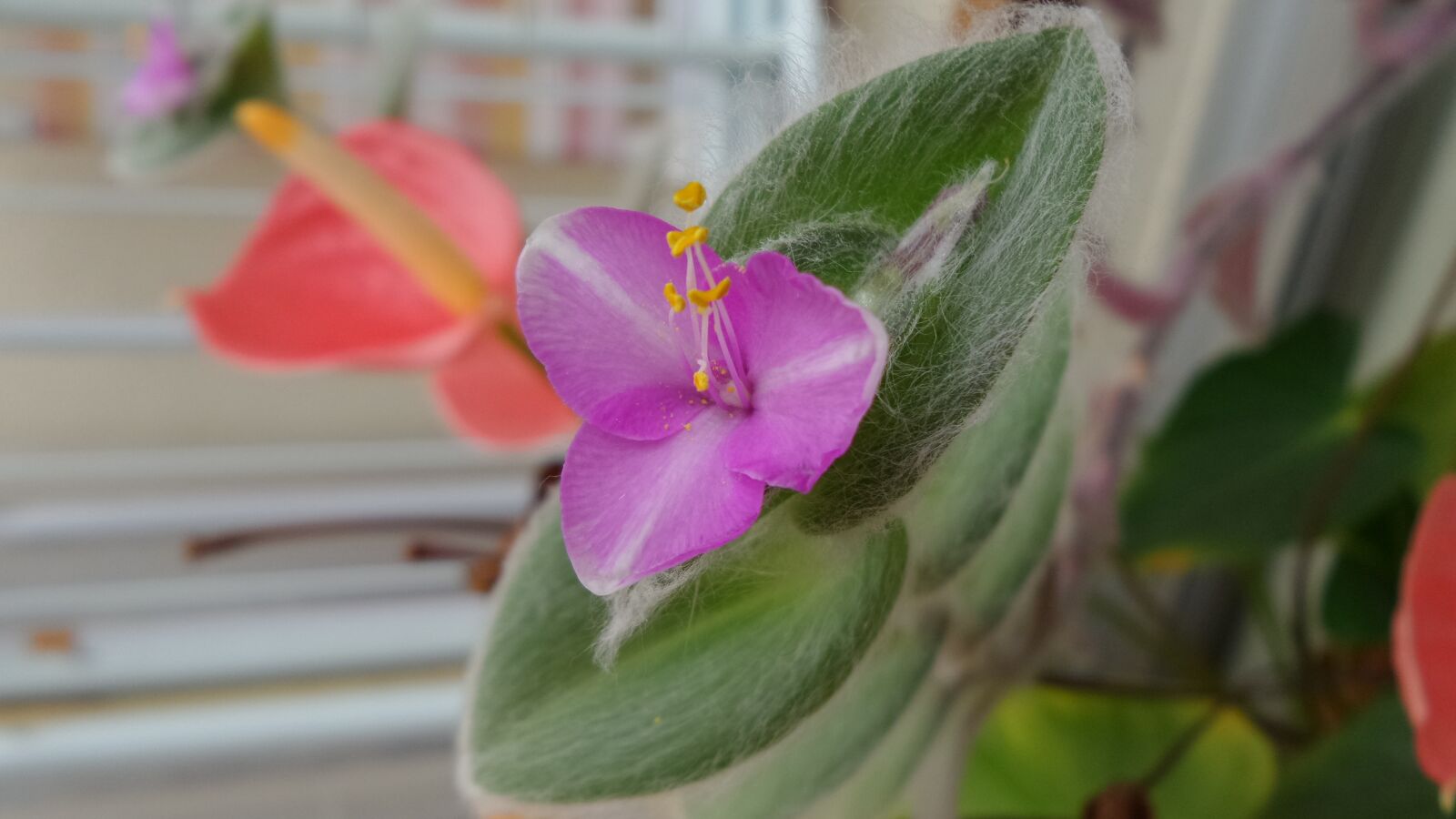 Samsung Galaxy K Zoom sample photo. Pink flower, hairy leaves photography
