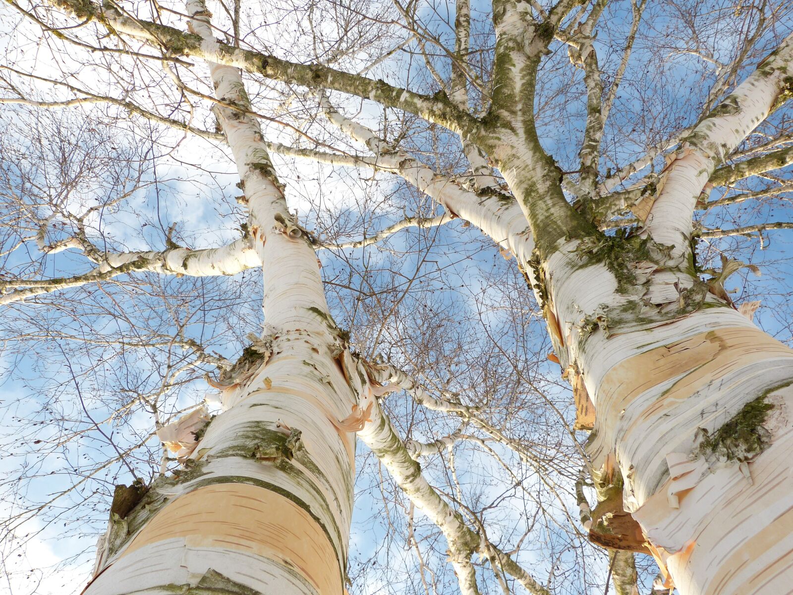 Panasonic Lumix DMC-FZ150 sample photo. Birch, bark, white photography