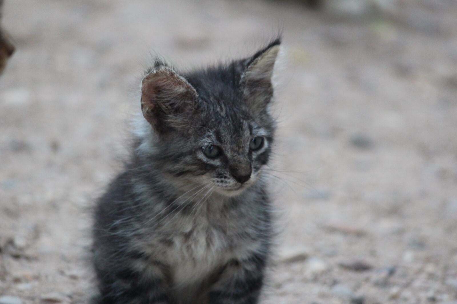 Canon EOS 600D (Rebel EOS T3i / EOS Kiss X5) sample photo. Kitten, cat, white photography