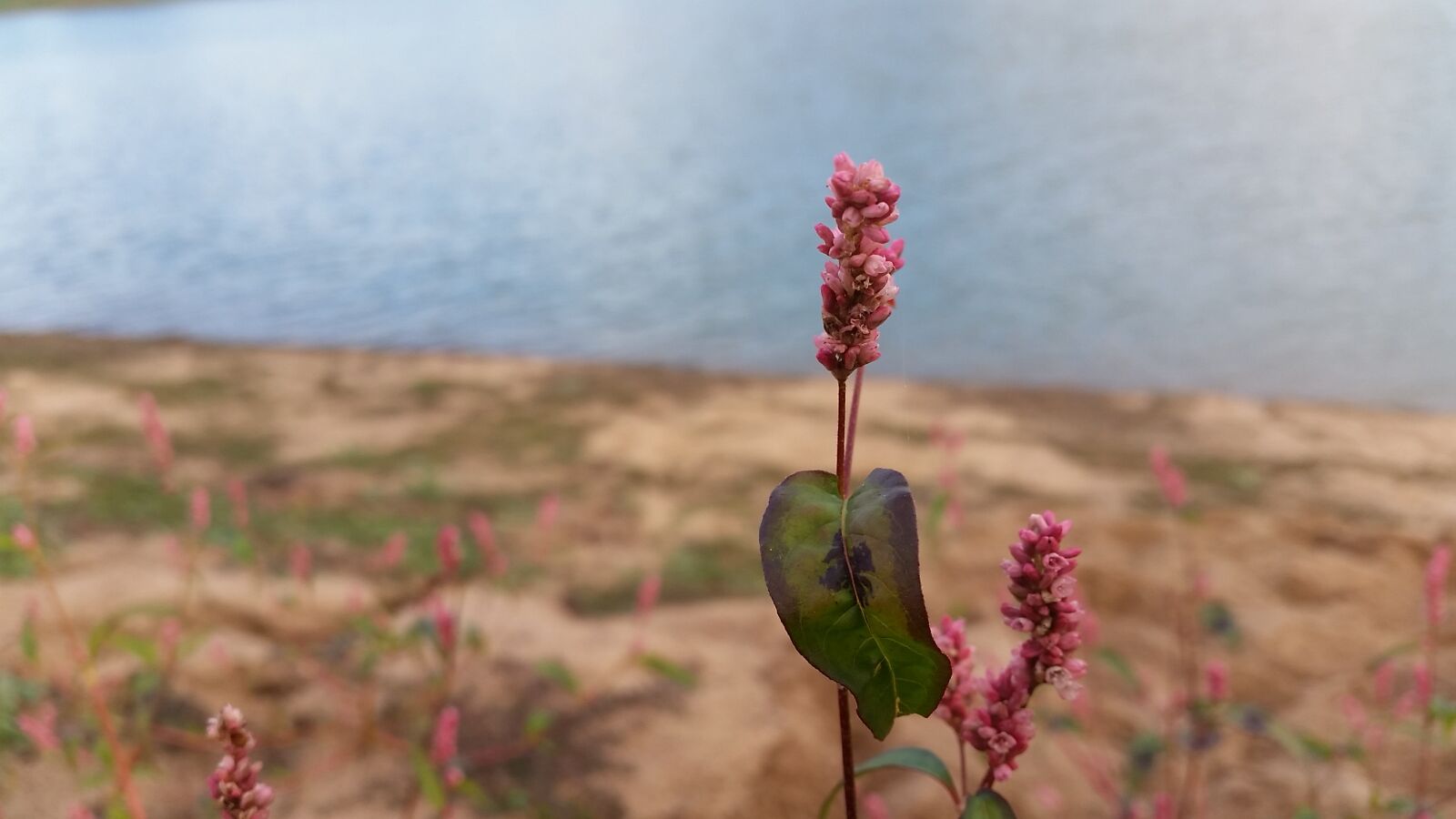 Samsung Galaxy S5 sample photo. Bank, dam, flower, shore photography