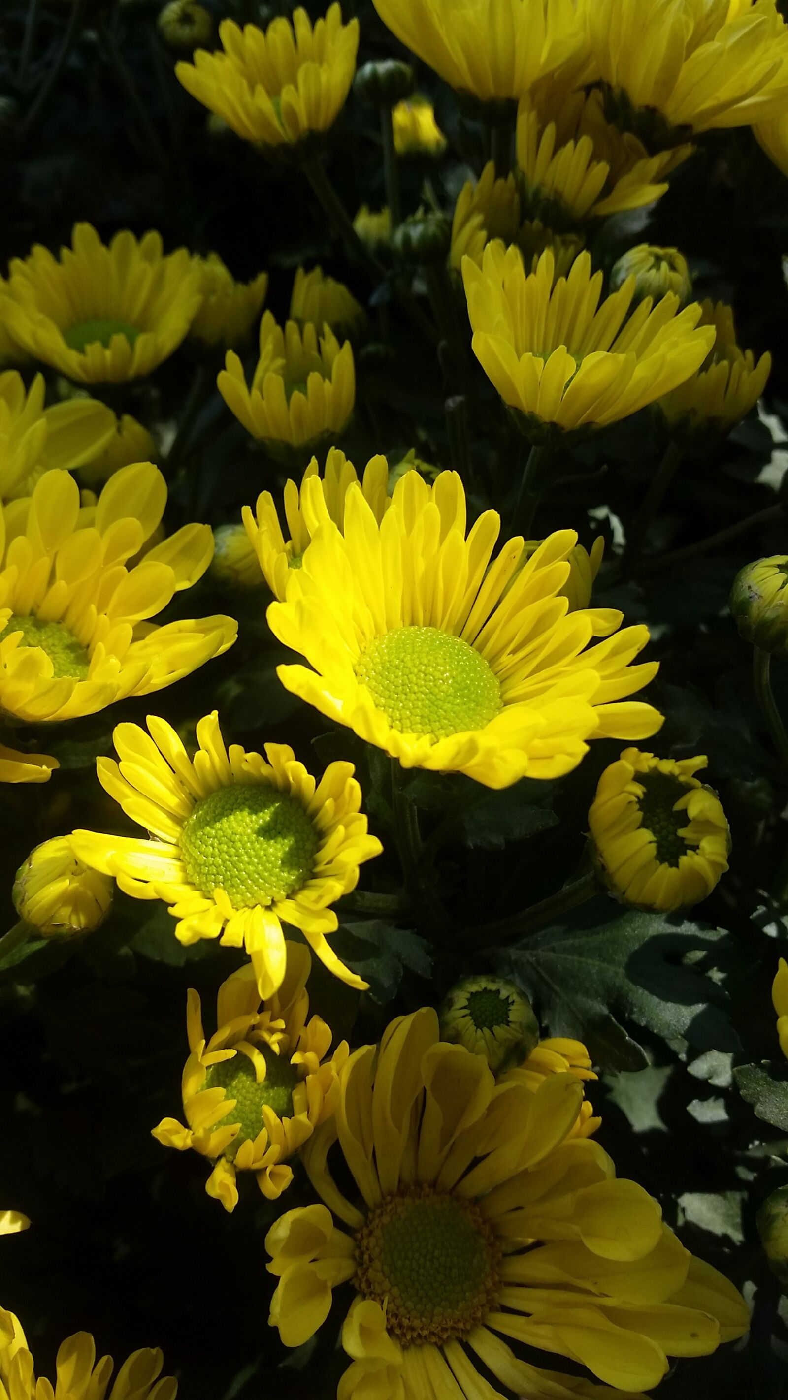 Samsung Galaxy S5 sample photo. Flower, garden, yellow photography