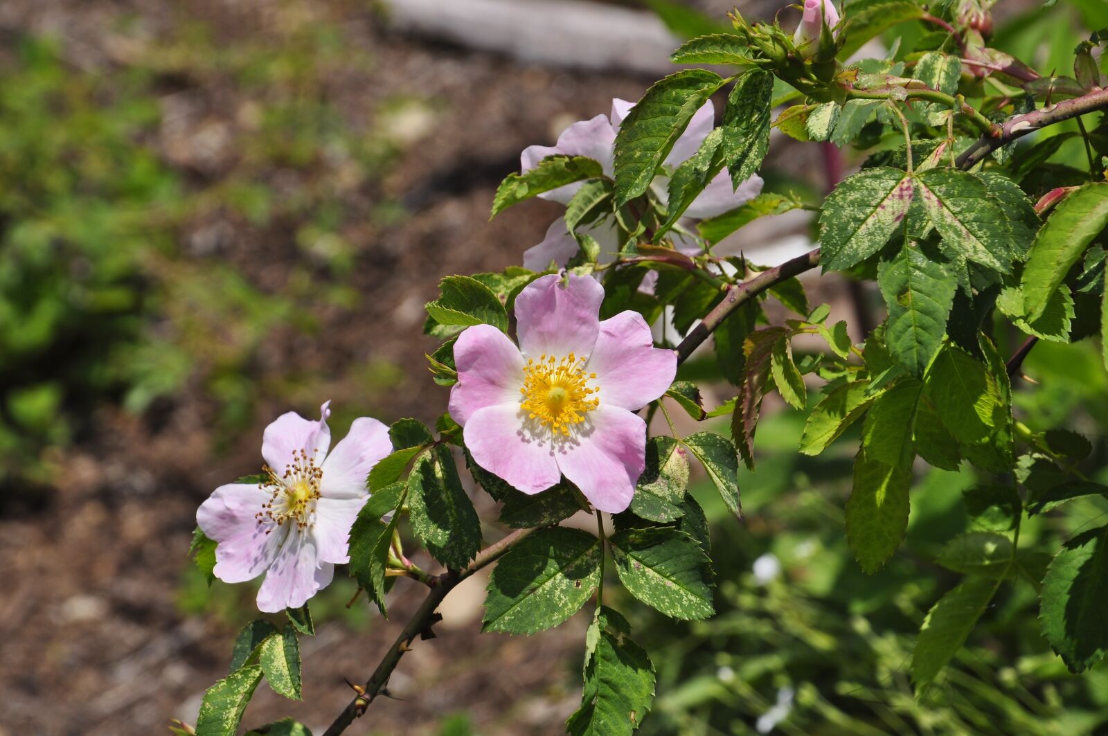 Nikon D5000 sample photo. Wild rose, flower, color photography