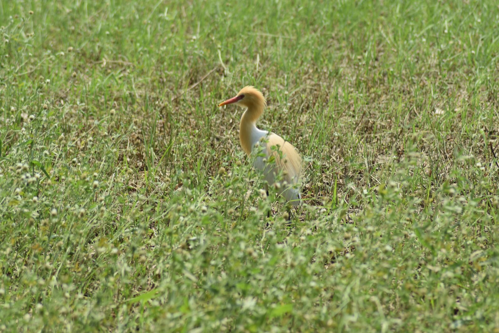 Nikon D3400 sample photo. Birds, wildlife, wild photography