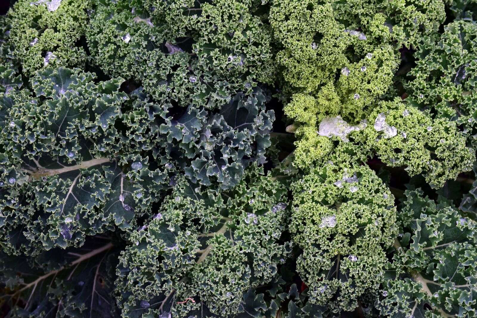 Nikon D3300 sample photo. Kale, frost, vegetables photography