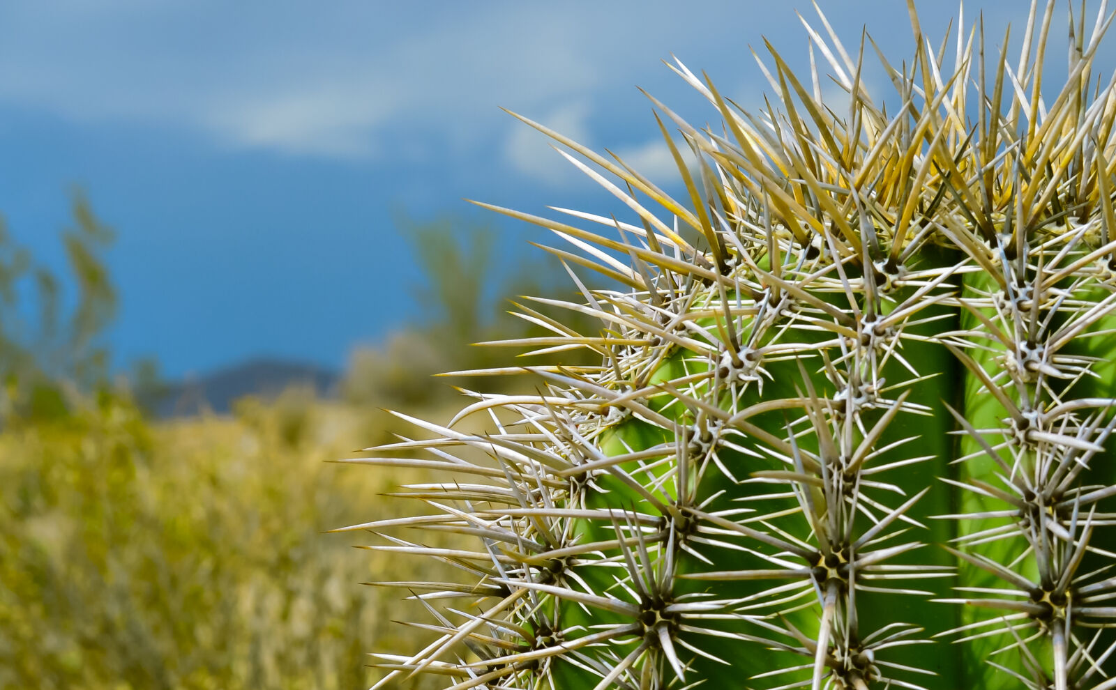 Nikon D3100 sample photo. Nature, desert, cactus photography
