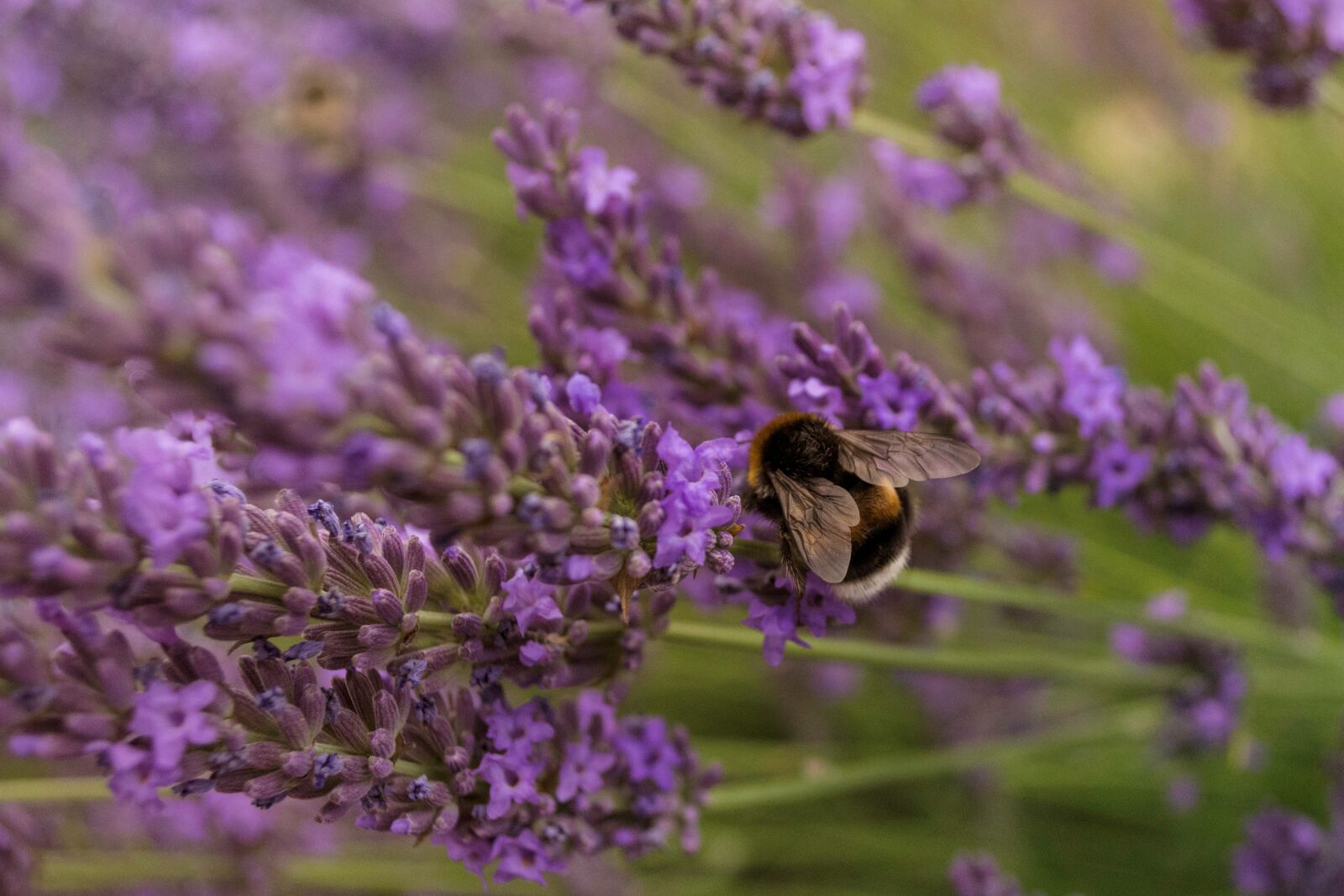 Nikon D7200 sample photo. Purple, bee, lavender photography