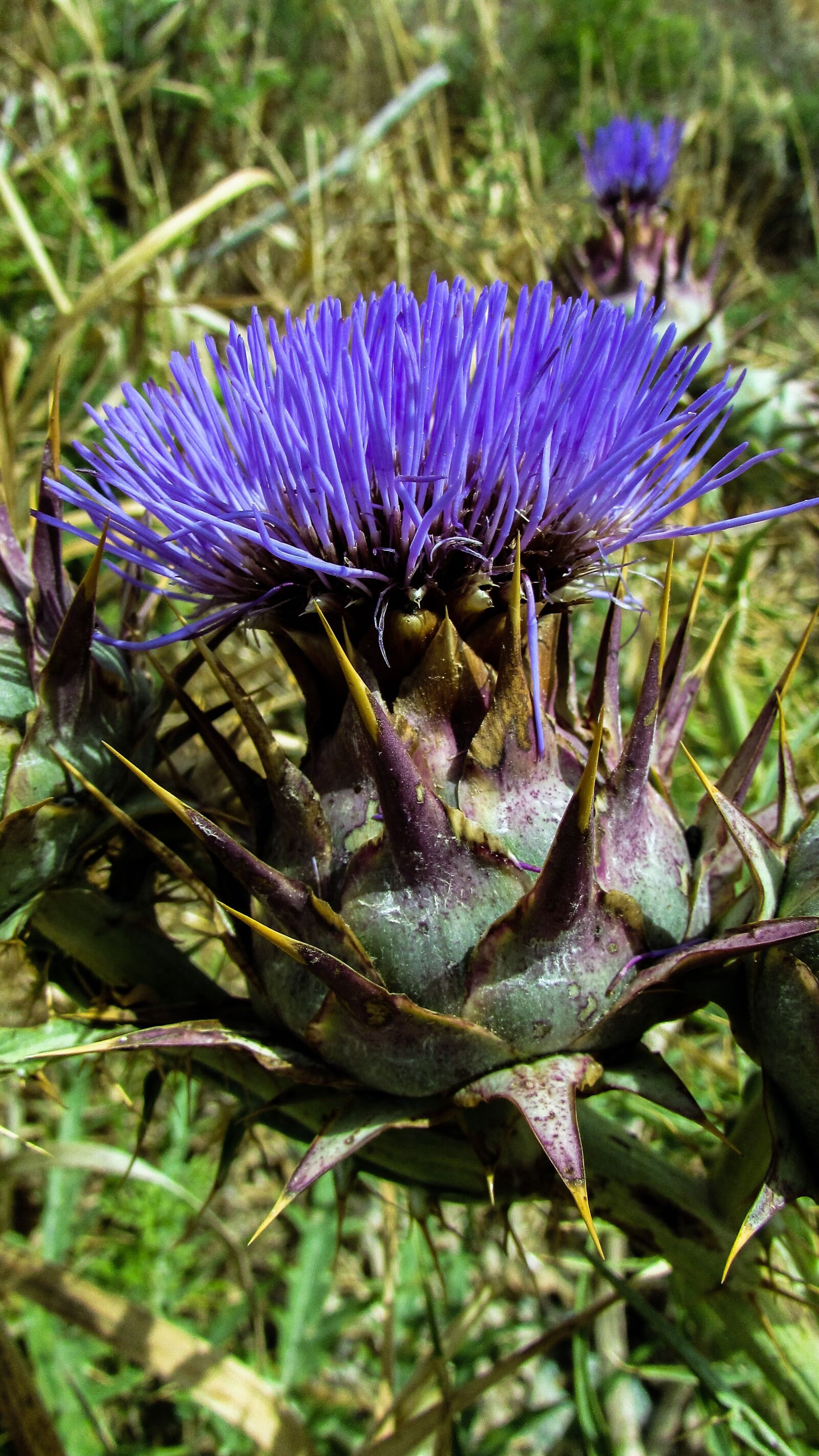 Canon PowerShot SX400 IS sample photo. Cardoon, flower, purple photography