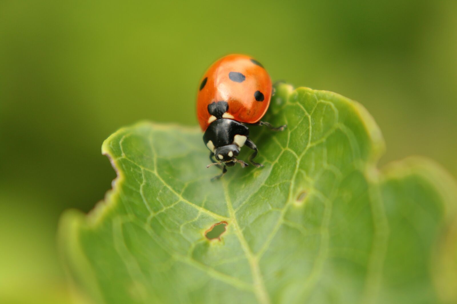 Canon EOS 70D sample photo. Ladybug, green, insect photography