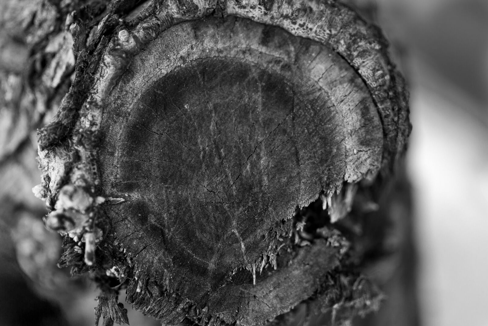 Canon EOS 700D (EOS Rebel T5i / EOS Kiss X7i) sample photo. Black and white, tree photography