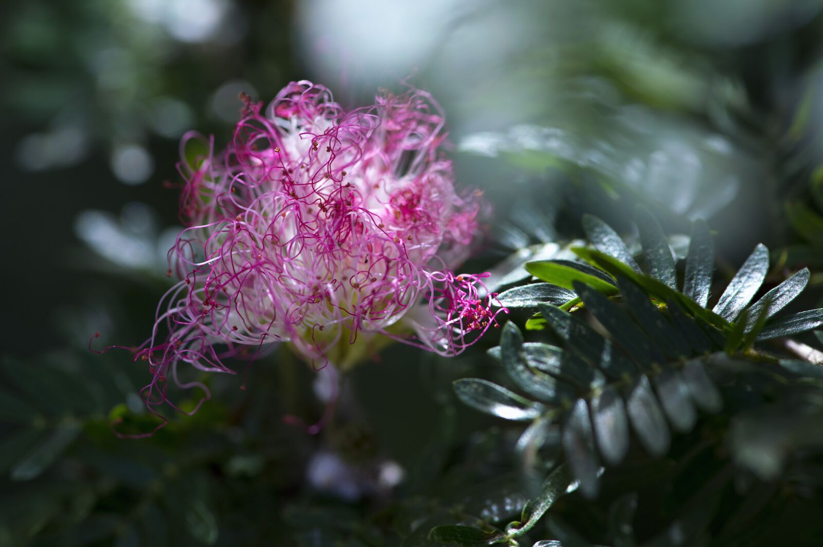 Nikon D4S sample photo. Flower, macro photography, tropical photography