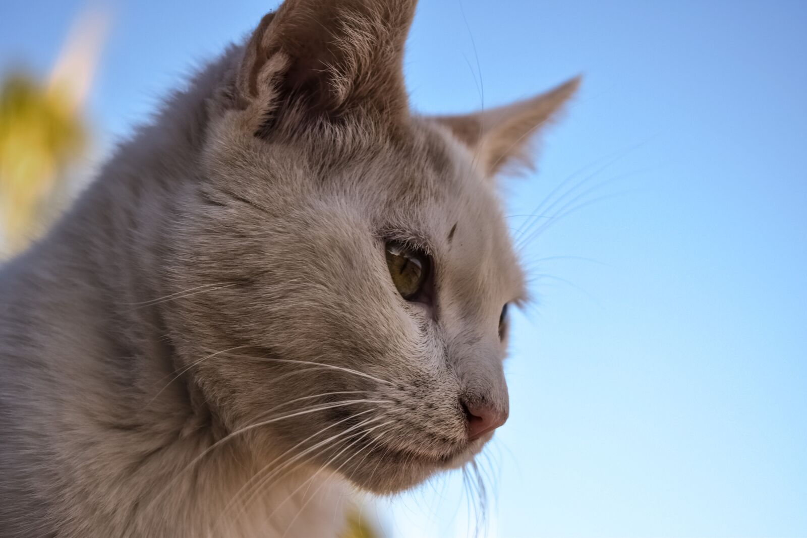 Nikon D3300 sample photo. Cat, stray, animal photography
