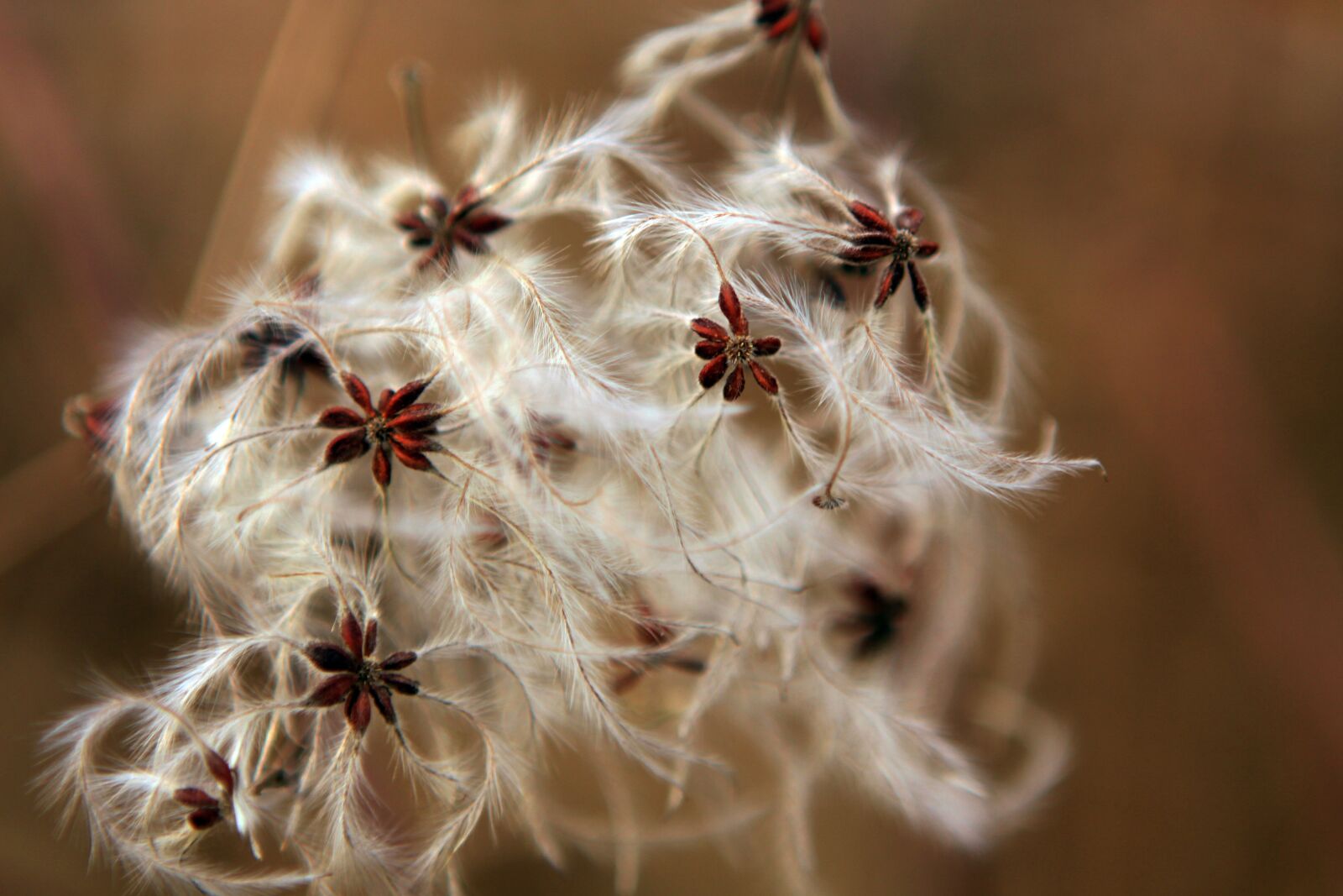Canon EOS 50D sample photo. Plant, blossom, bloom photography