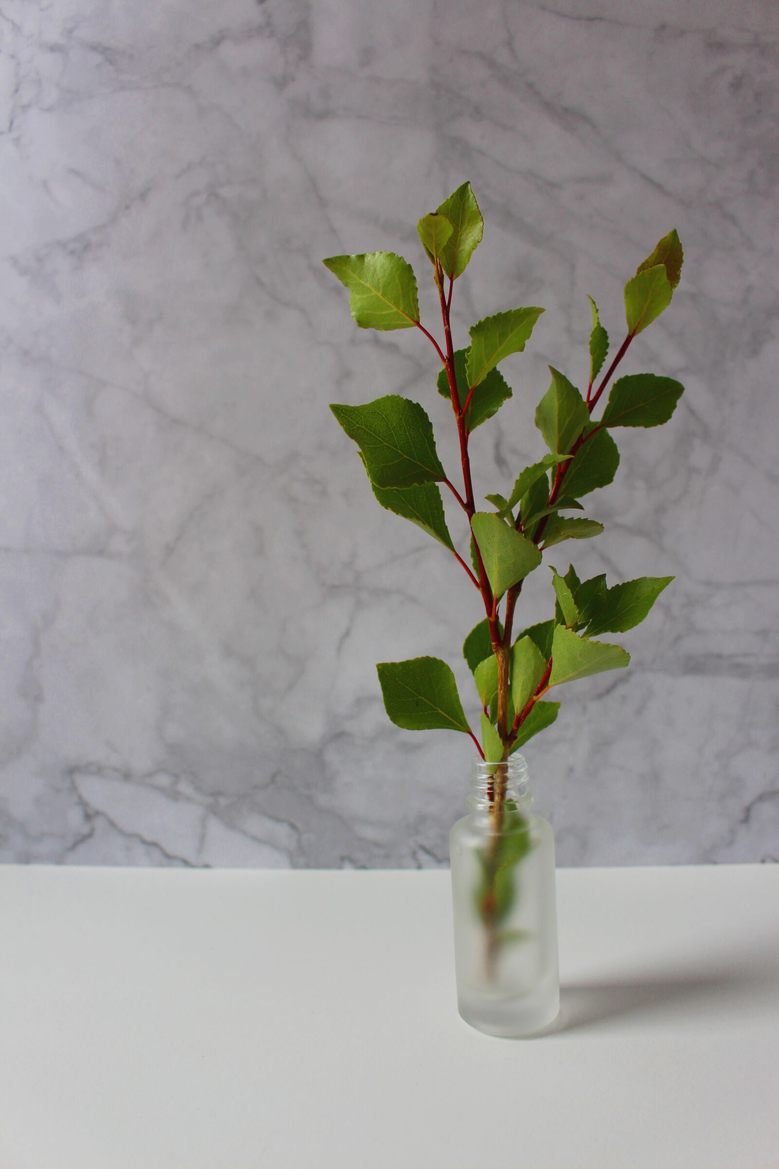 Canon EOS 700D (EOS Rebel T5i / EOS Kiss X7i) sample photo. Branch, leaves branch, vase photography