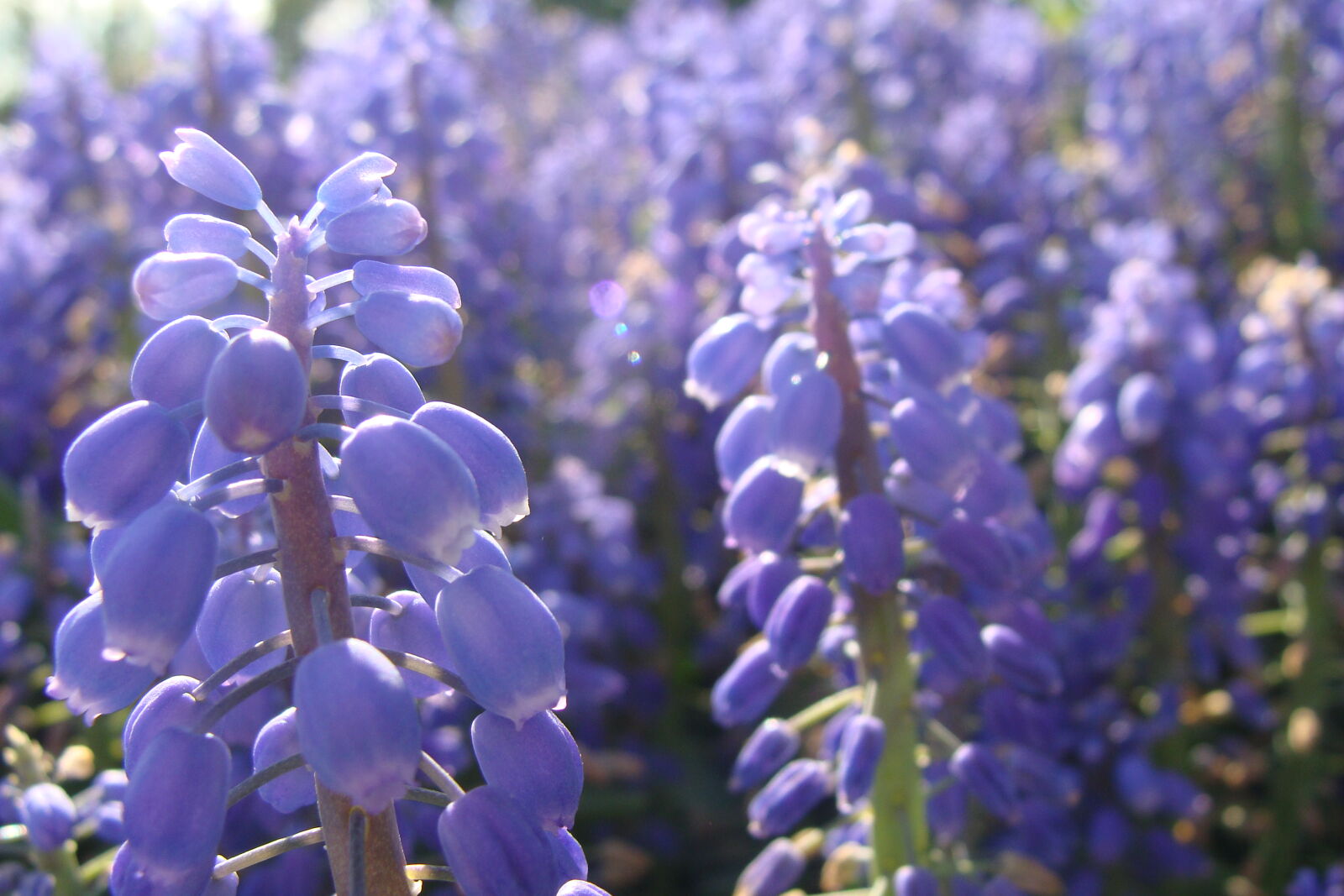 Sony Cyber-shot DSC-H10 sample photo. Blue, flowers, purple, spring photography