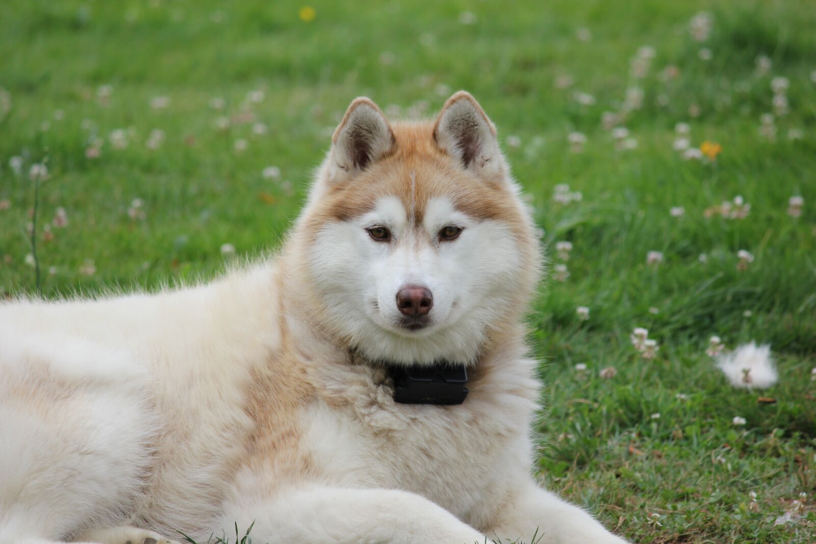 Canon EOS 550D (EOS Rebel T2i / EOS Kiss X4) sample photo. Siberian, husky, two photography