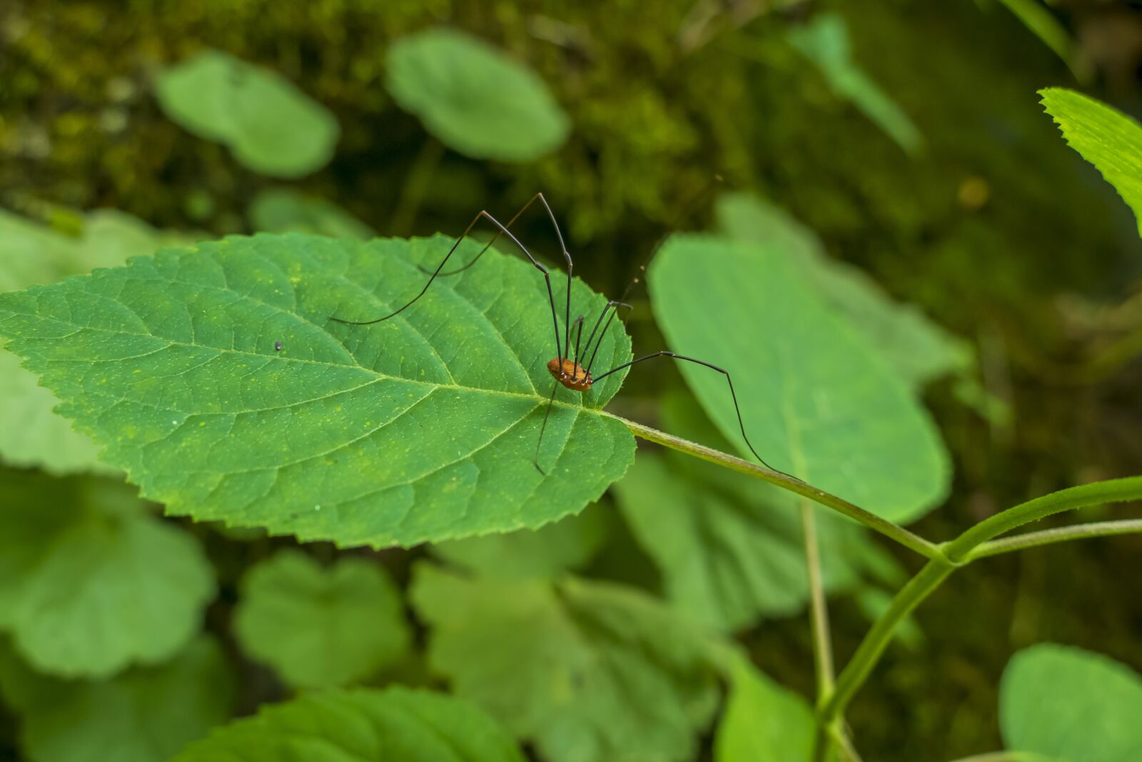 Panasonic Lumix DMC-FZ1000 sample photo. Harvestman, arachnid, insect photography