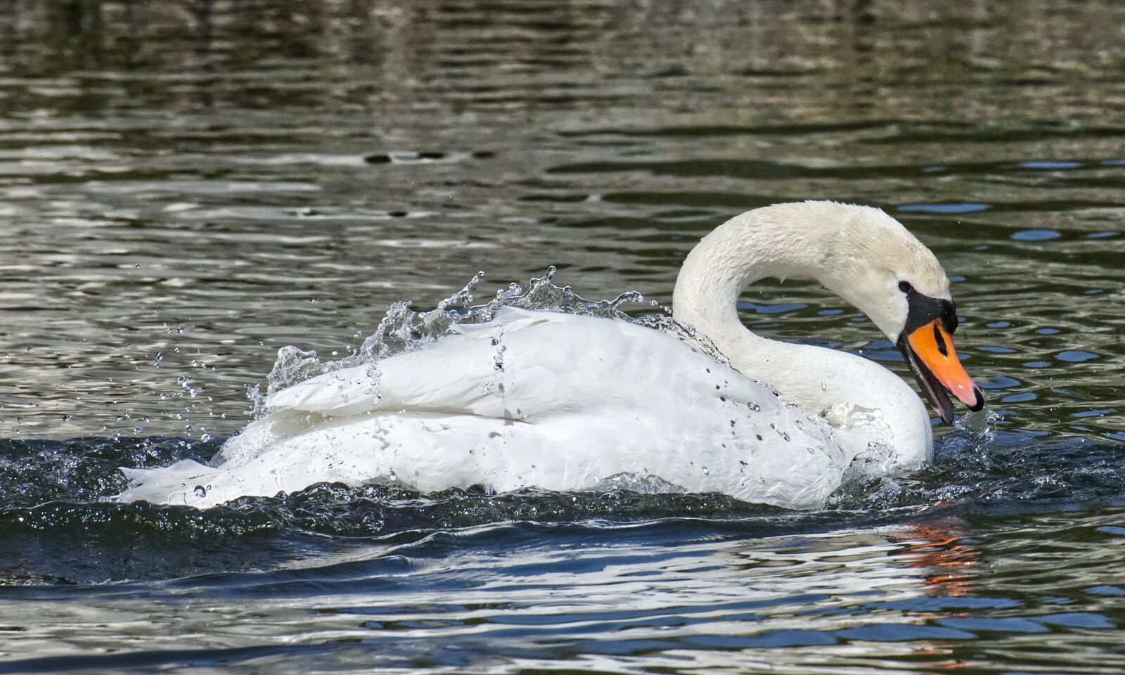 Nikon D7200 sample photo. Swan, elegant, noble photography