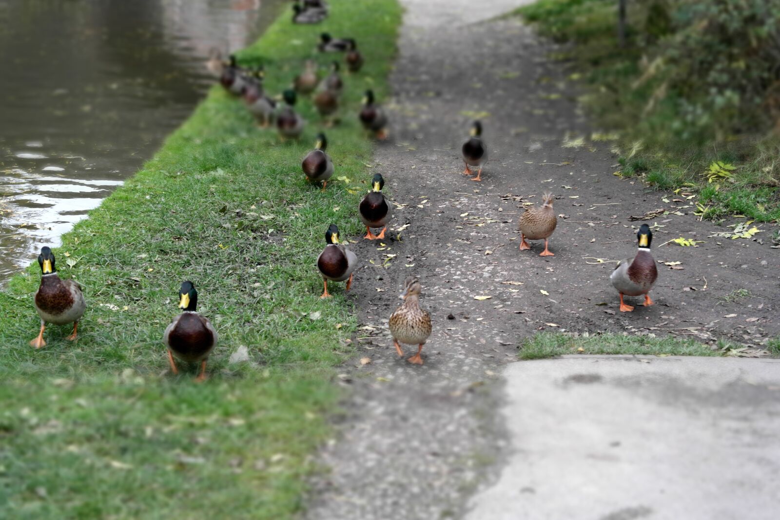 Samsung NX1000 sample photo. Canal, ducks, walk photography