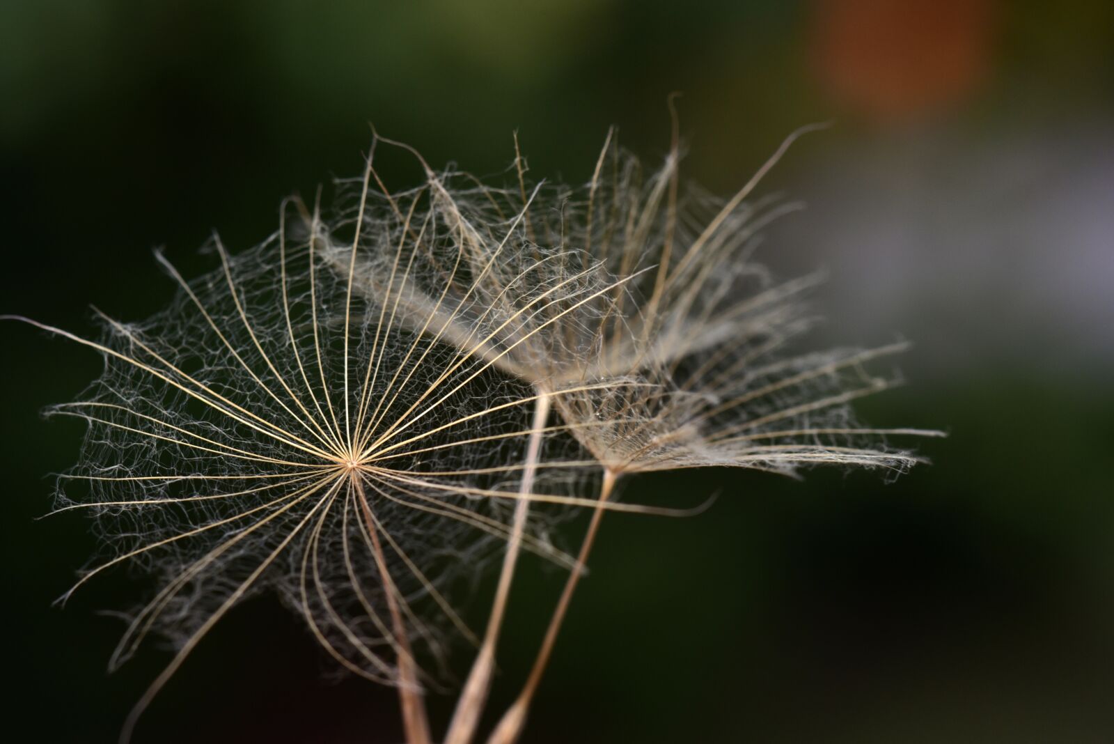 Nikon D750 sample photo. Flying seeds, seeds, filigree photography