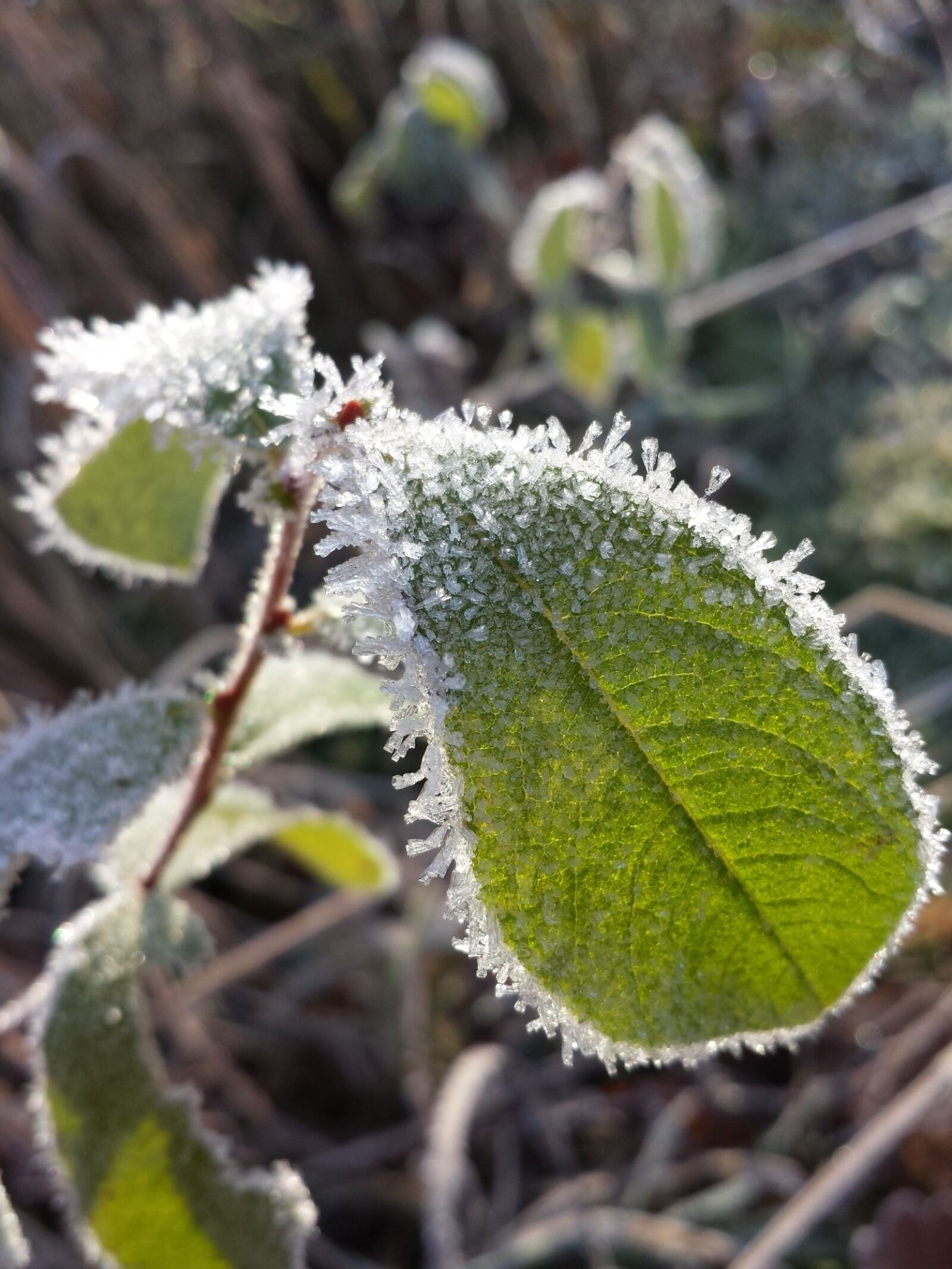 Samsung Galaxy S4 sample photo. Winter, frost, frozen photography