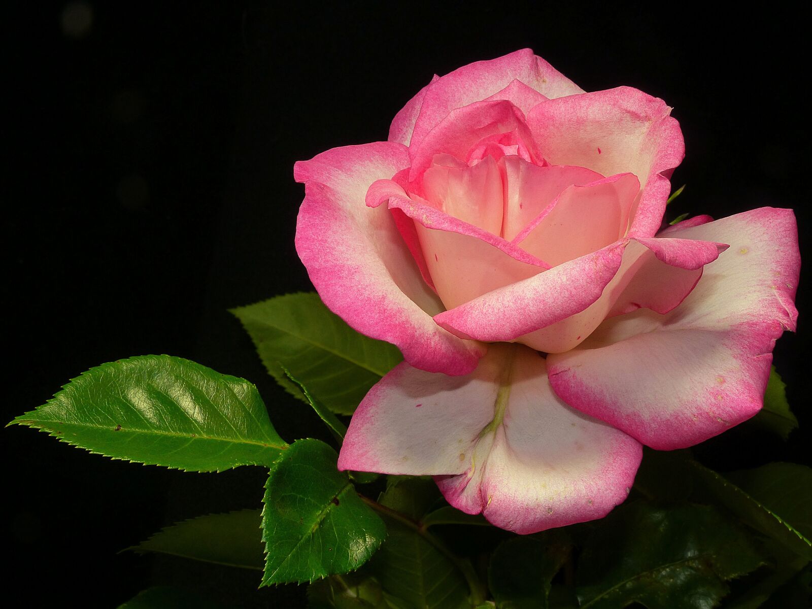 Panasonic Lumix DMC-FZ200 sample photo. Rose, shrub rose, pink photography
