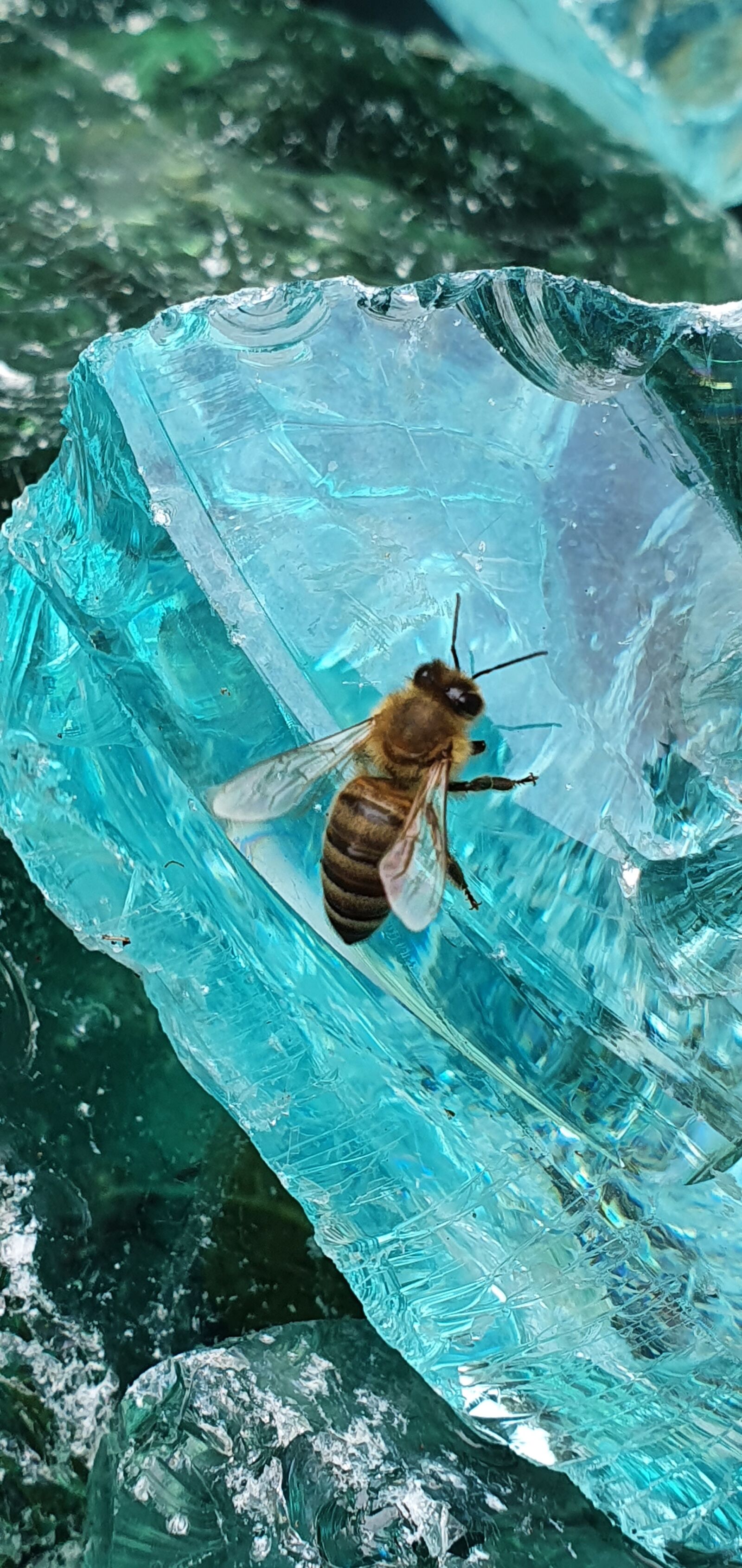Samsung SM-G975F sample photo. Bee, blue, glass photography