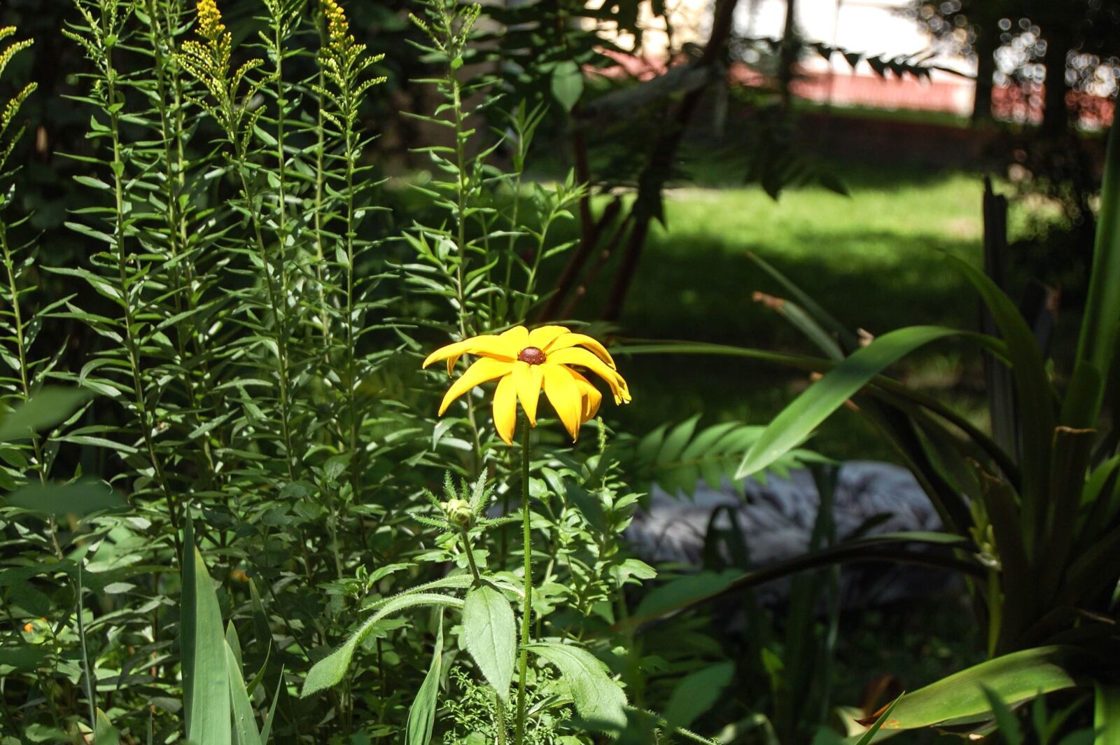 Nikon D40 sample photo. Sunflower, flower, spring, yellow photography