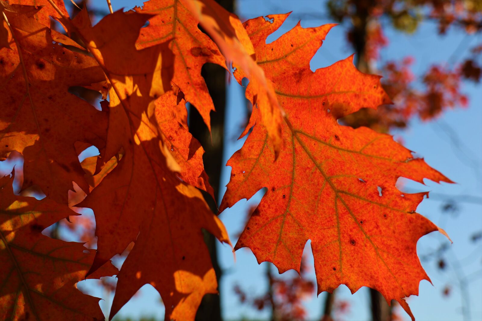 Canon EOS M6 sample photo. Light, autumn, the decrease photography