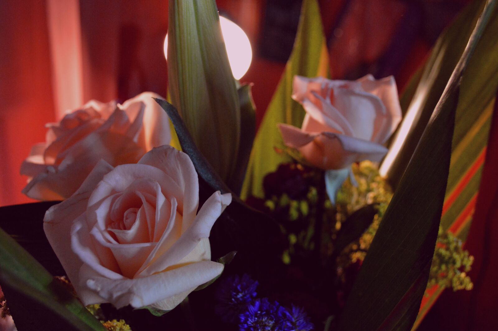 Nikon D3200 sample photo. Flowers, roses, bouquet photography