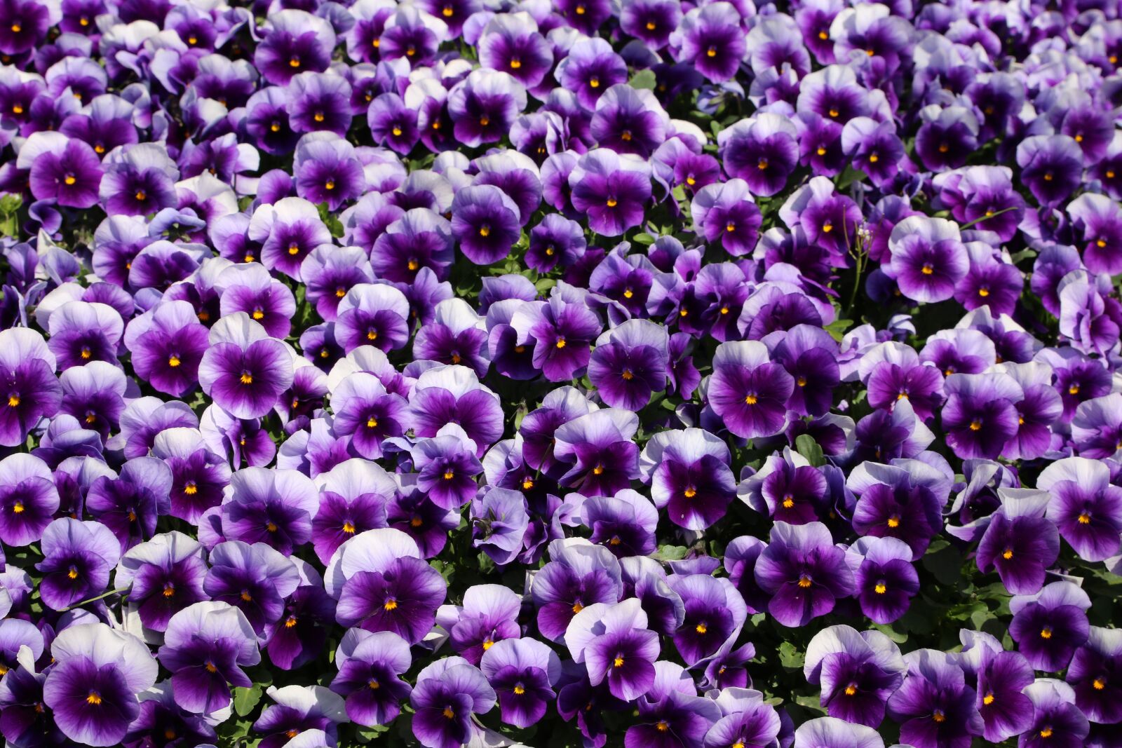 Canon EOS 750D (EOS Rebel T6i / EOS Kiss X8i) sample photo. Flowers, nature, plants photography