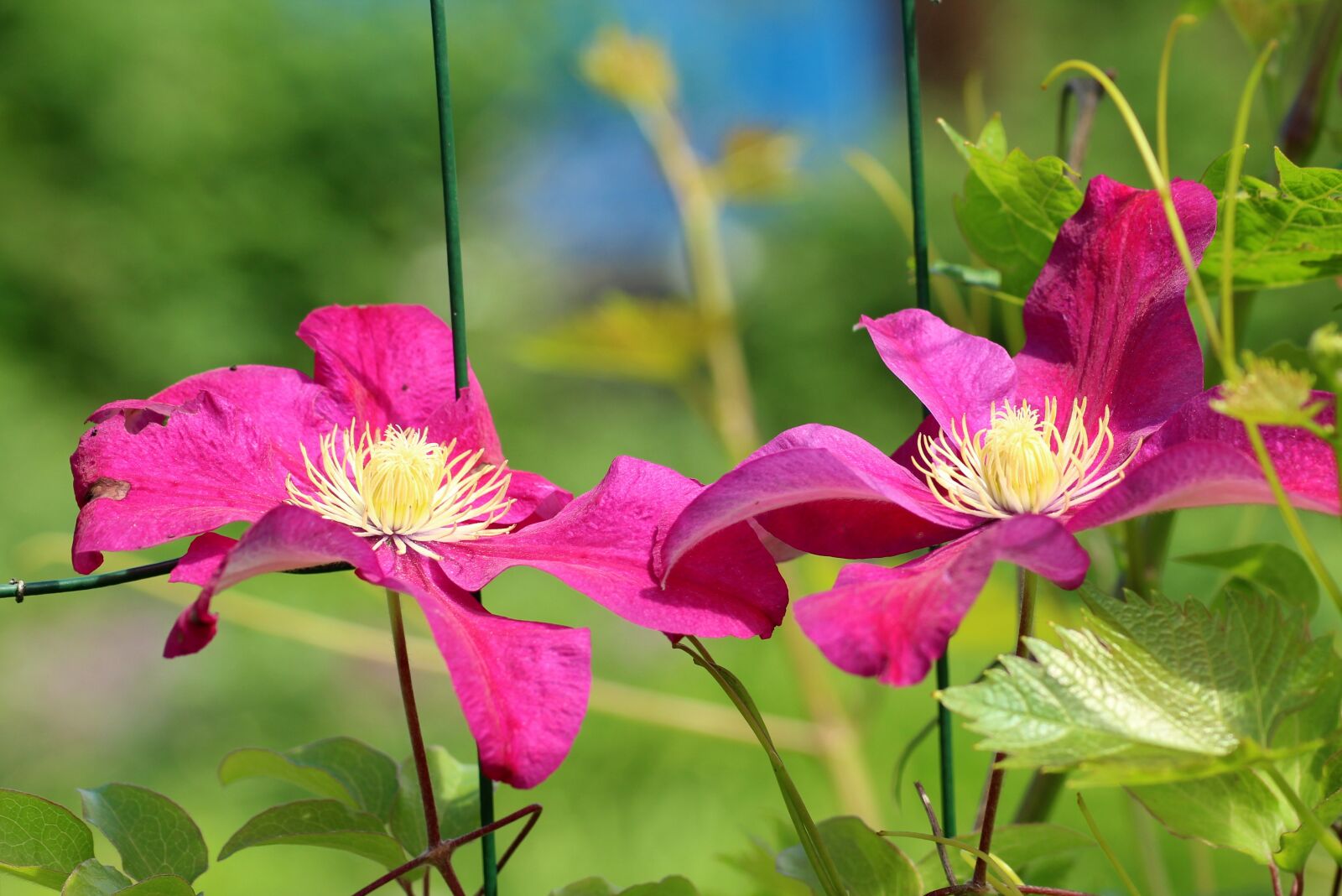 Canon EOS 1200D (EOS Rebel T5 / EOS Kiss X70 / EOS Hi) sample photo. Clematis, flower, creeper photography