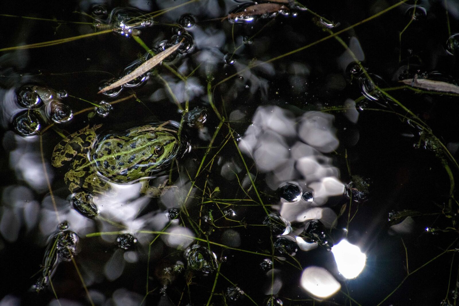 Canon EOS 70D sample photo. Frog, dark, animal, swamp photography