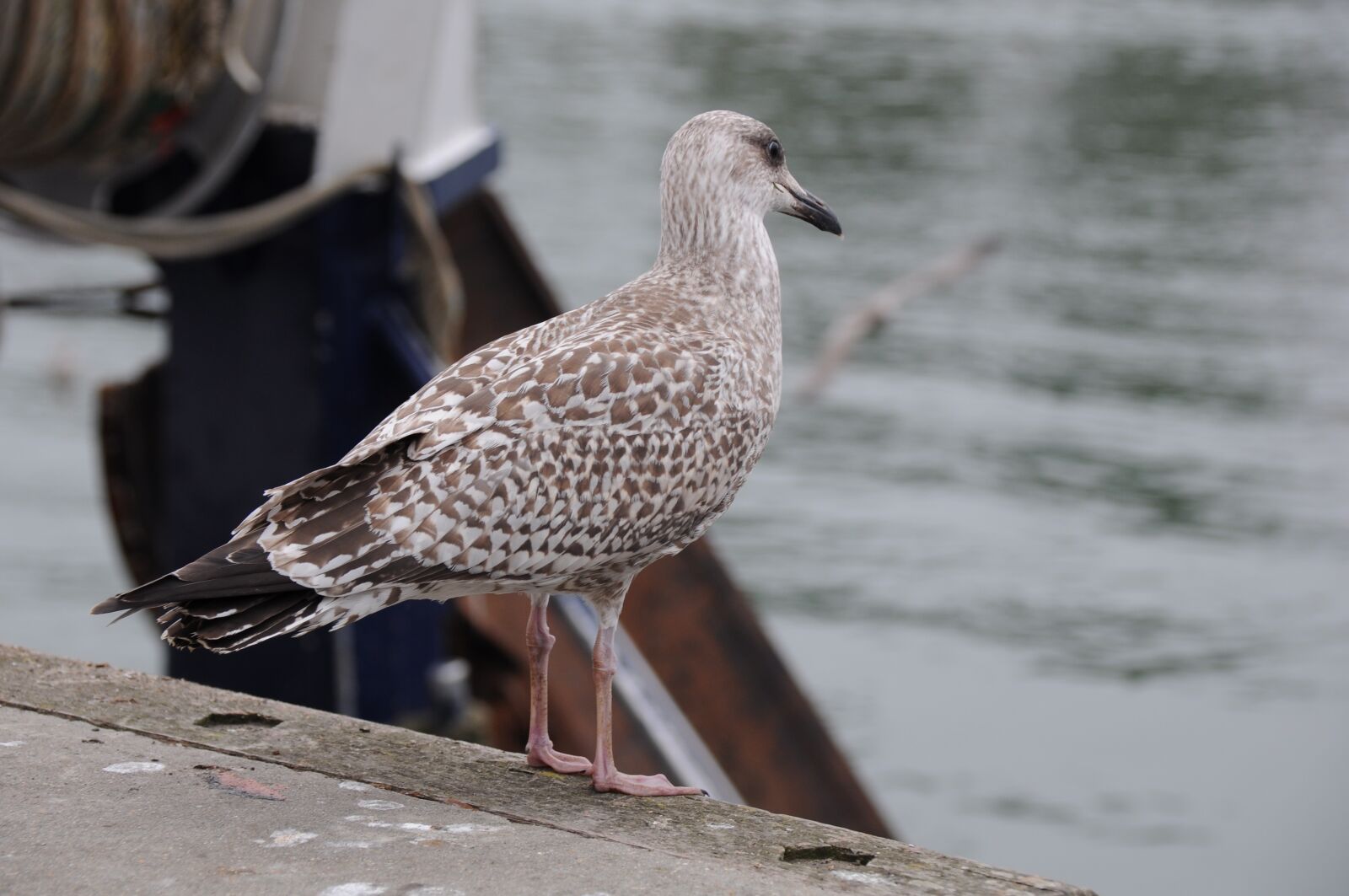 Nikon D90 sample photo. Seagull, bird, sea photography