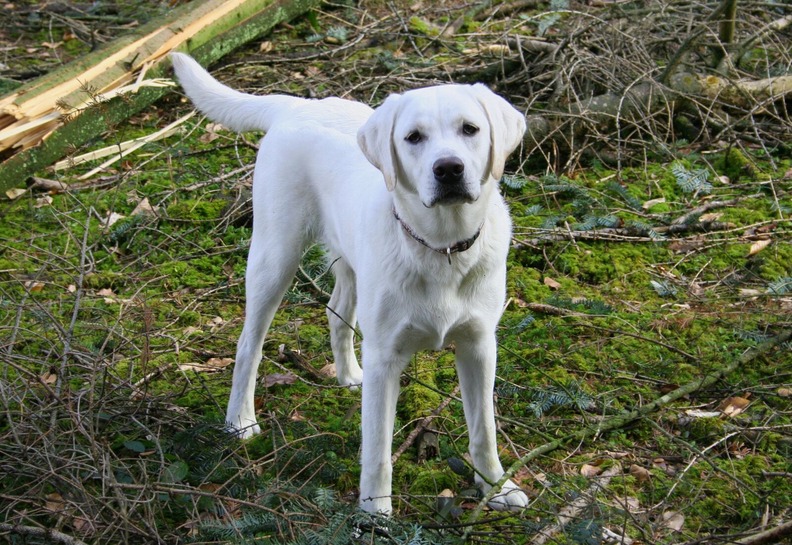 Canon EOS 350D (EOS Digital Rebel XT / EOS Kiss Digital N) sample photo. Dog, labrador, schneeweiss photography