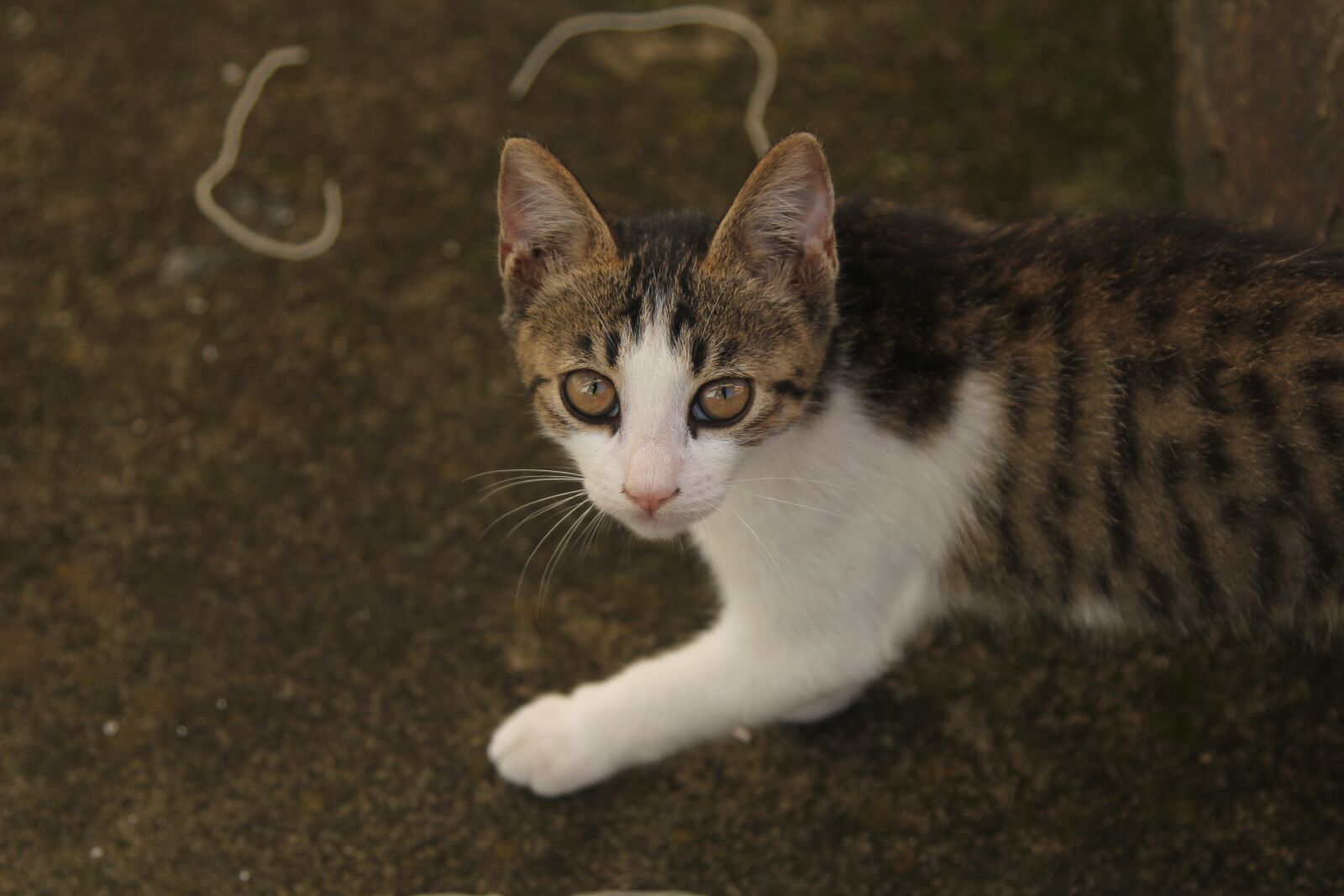 Canon EOS 60D sample photo. Cat, feline, face photography