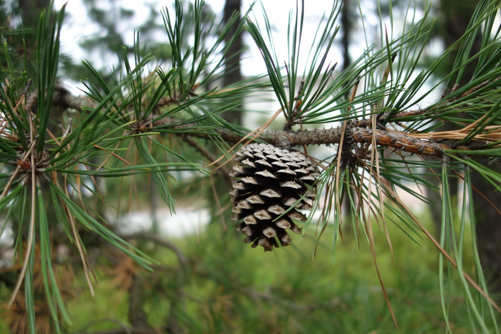 Sony Cyber-shot DSC-RX100 sample photo. Pine cone, pine, wood photography