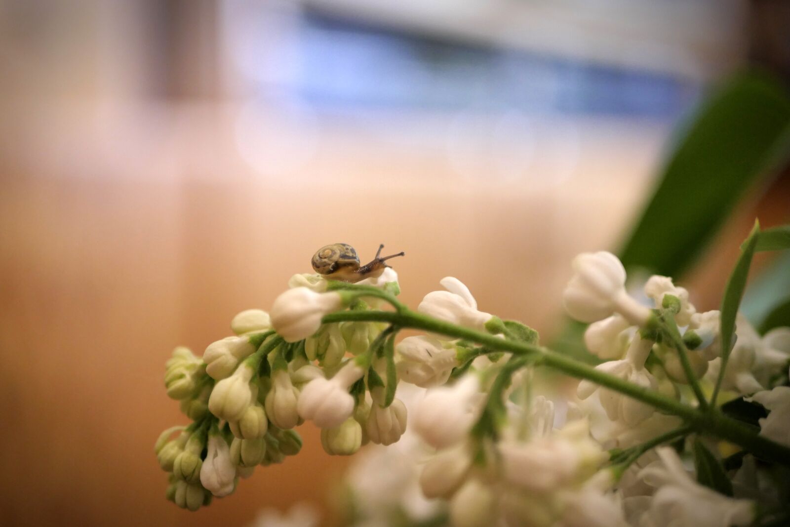 Panasonic Lumix DMC-GX8 sample photo. Flower, nature, plant photography