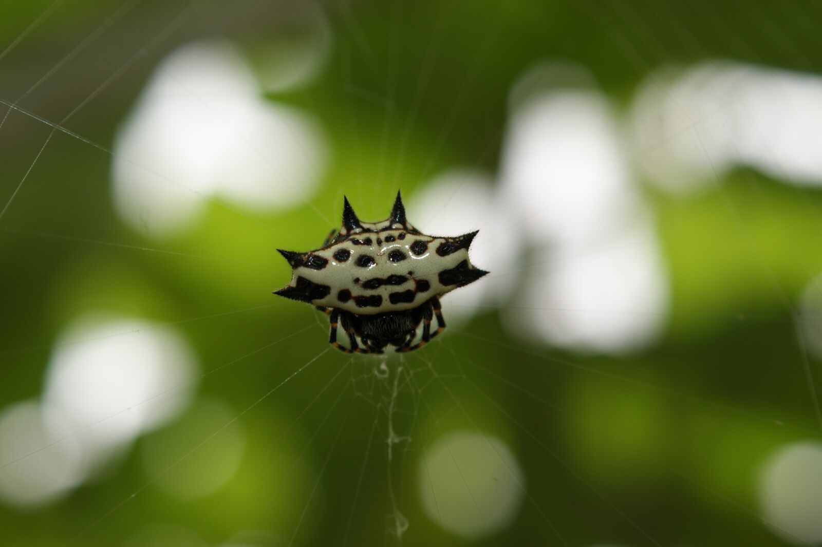 Sony Alpha DSLR-A390 sample photo. Nature, in, the photography