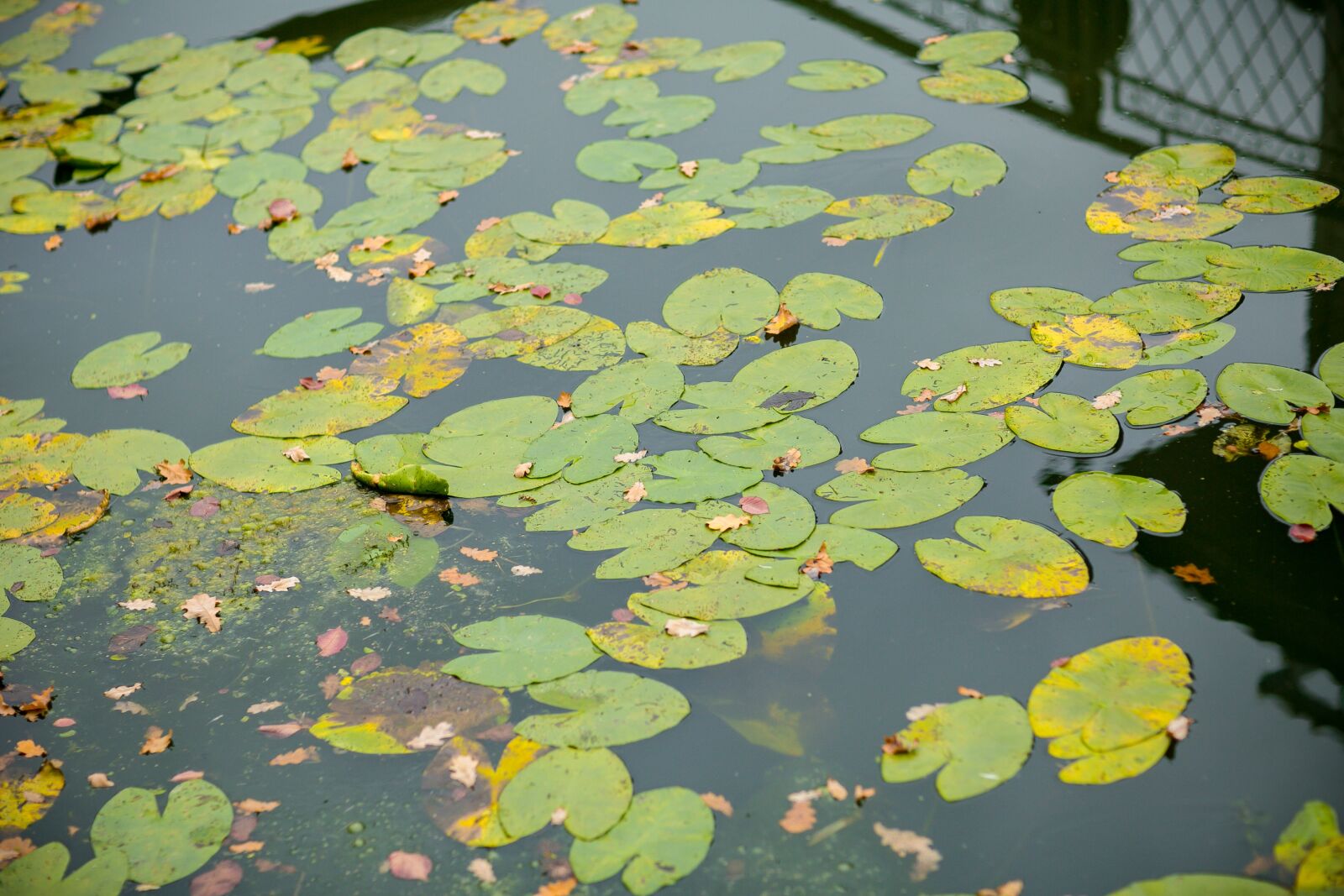 Canon EOS 5D Mark III + Canon EF 85mm F1.2L II USM sample photo. Pond, sheet, water photography