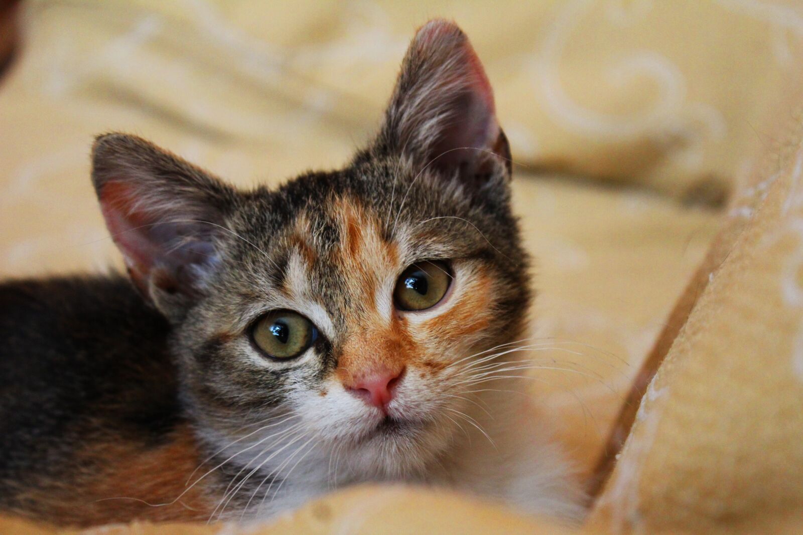 Canon EOS 1200D (EOS Rebel T5 / EOS Kiss X70 / EOS Hi) sample photo. Cat, mammal, pets photography