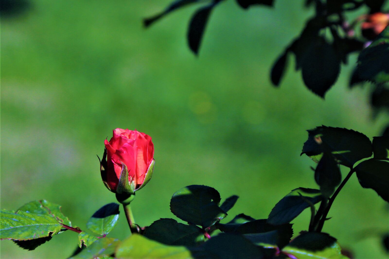 Canon EOS 5D Mark III sample photo. Rose, spring, nature photography