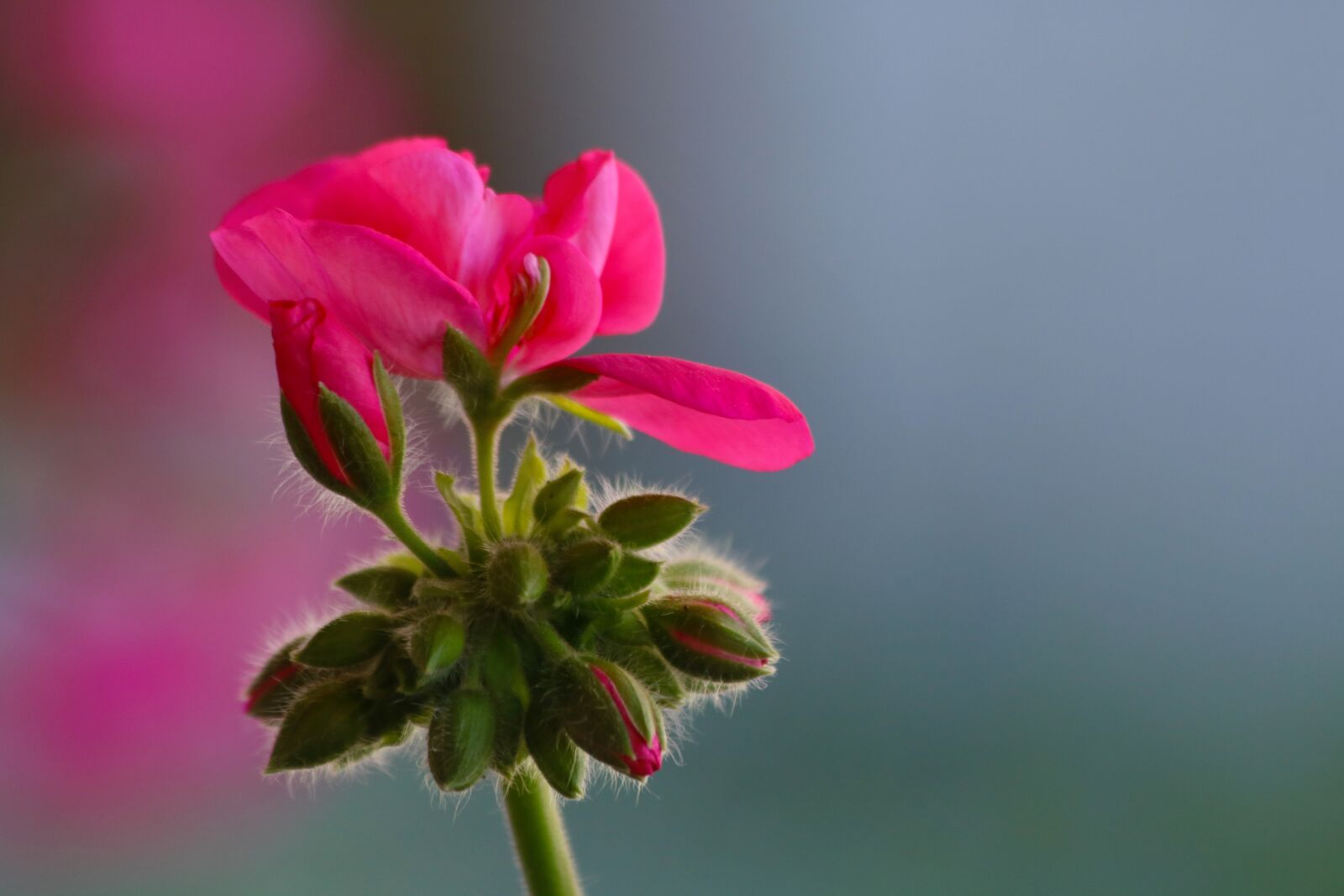 Canon EOS 750D (EOS Rebel T6i / EOS Kiss X8i) sample photo. Nutmeg, flower, pink photography